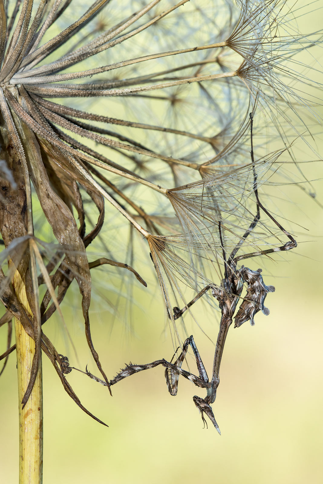 Giovane Empusa pennata