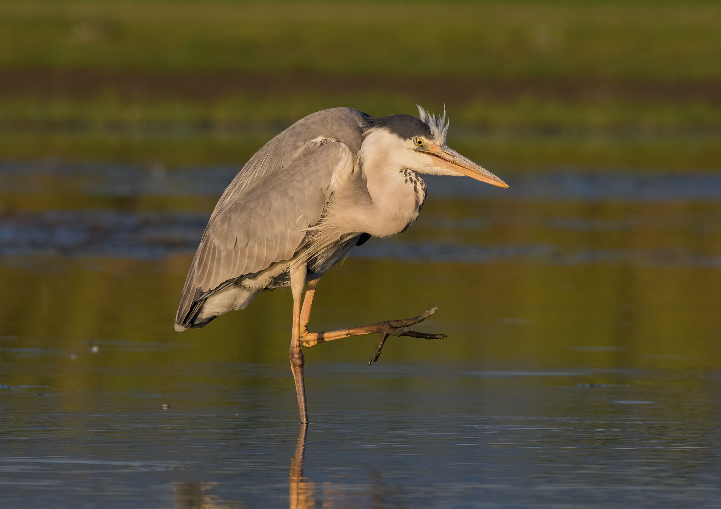 Quasimodo the hump of the lake