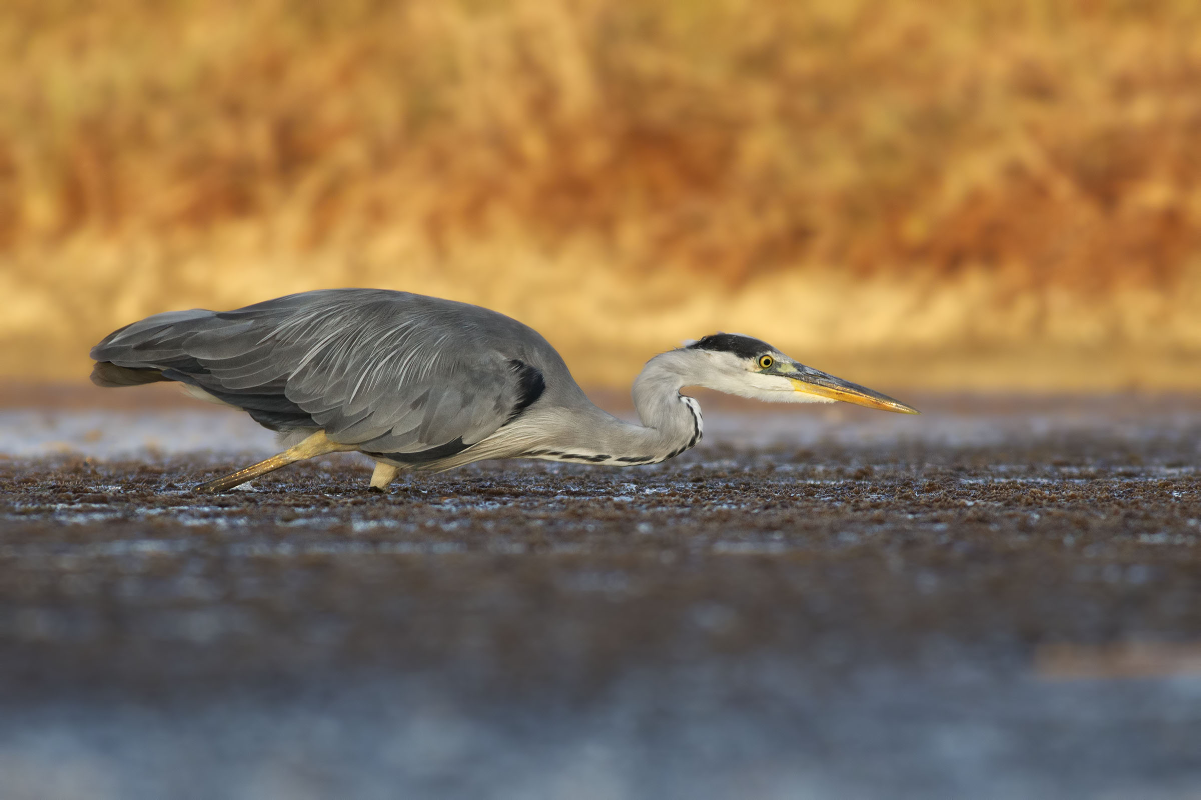 Carico per la caccia