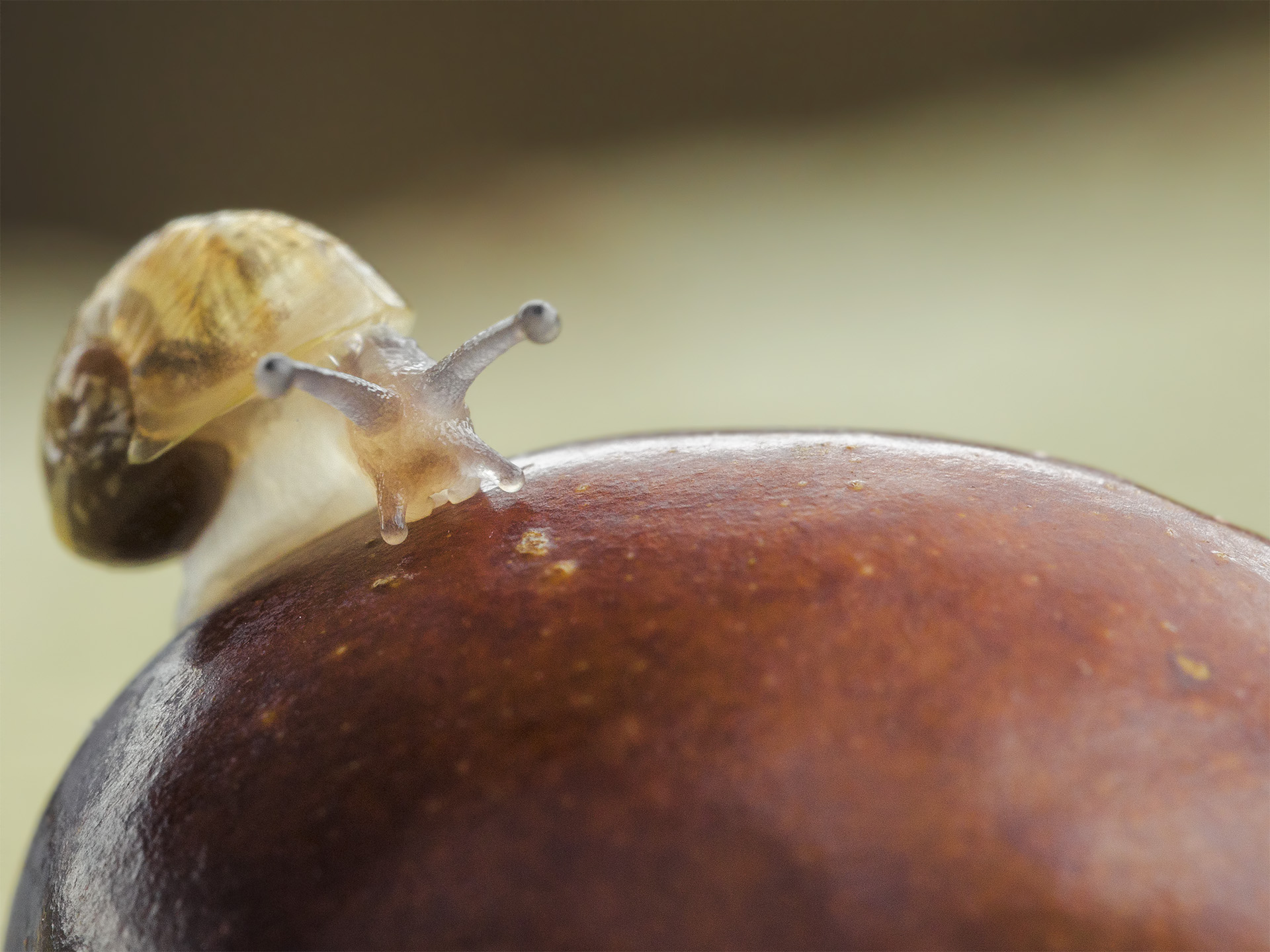 Chiocciolina su Giuggiolo