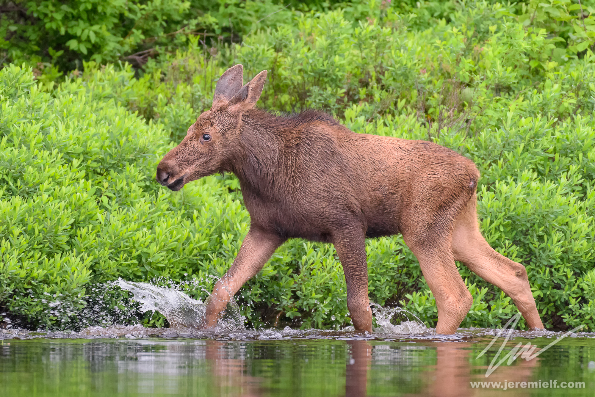 Sveglio giovane vitello