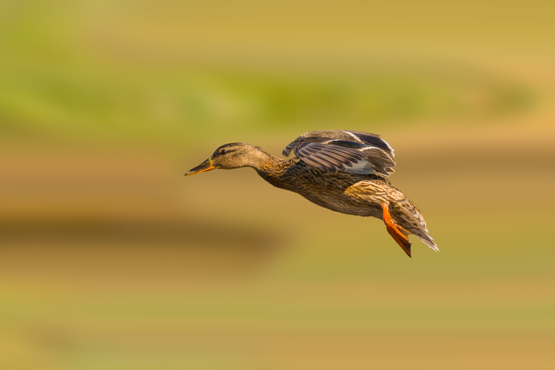 Germano Reale Femmina