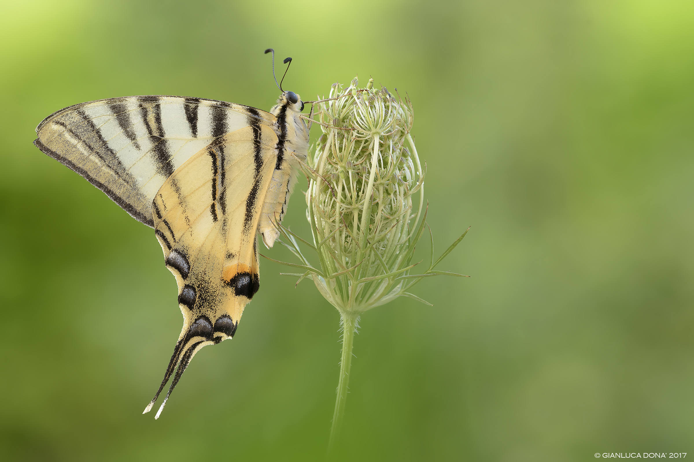 Iphiclides podalirius L. 1758