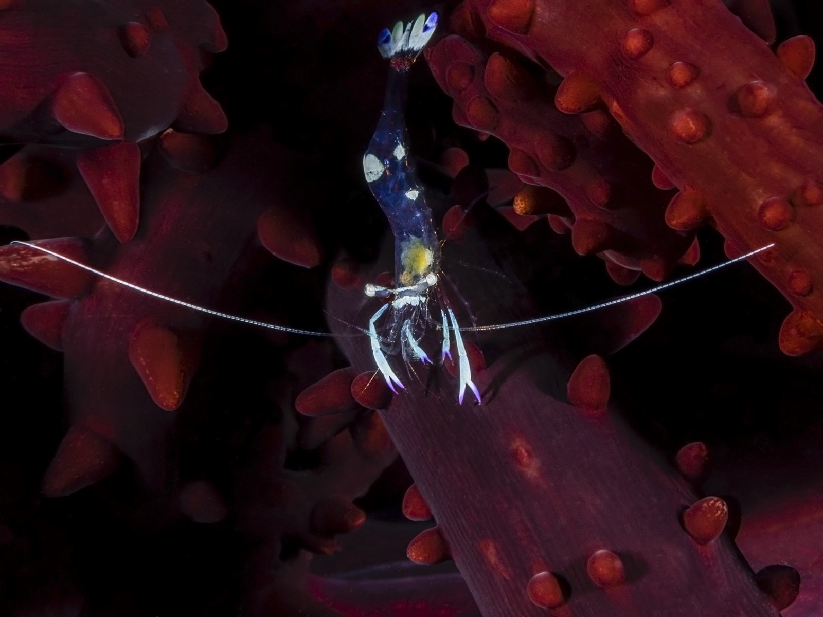 The shrimp and the snake