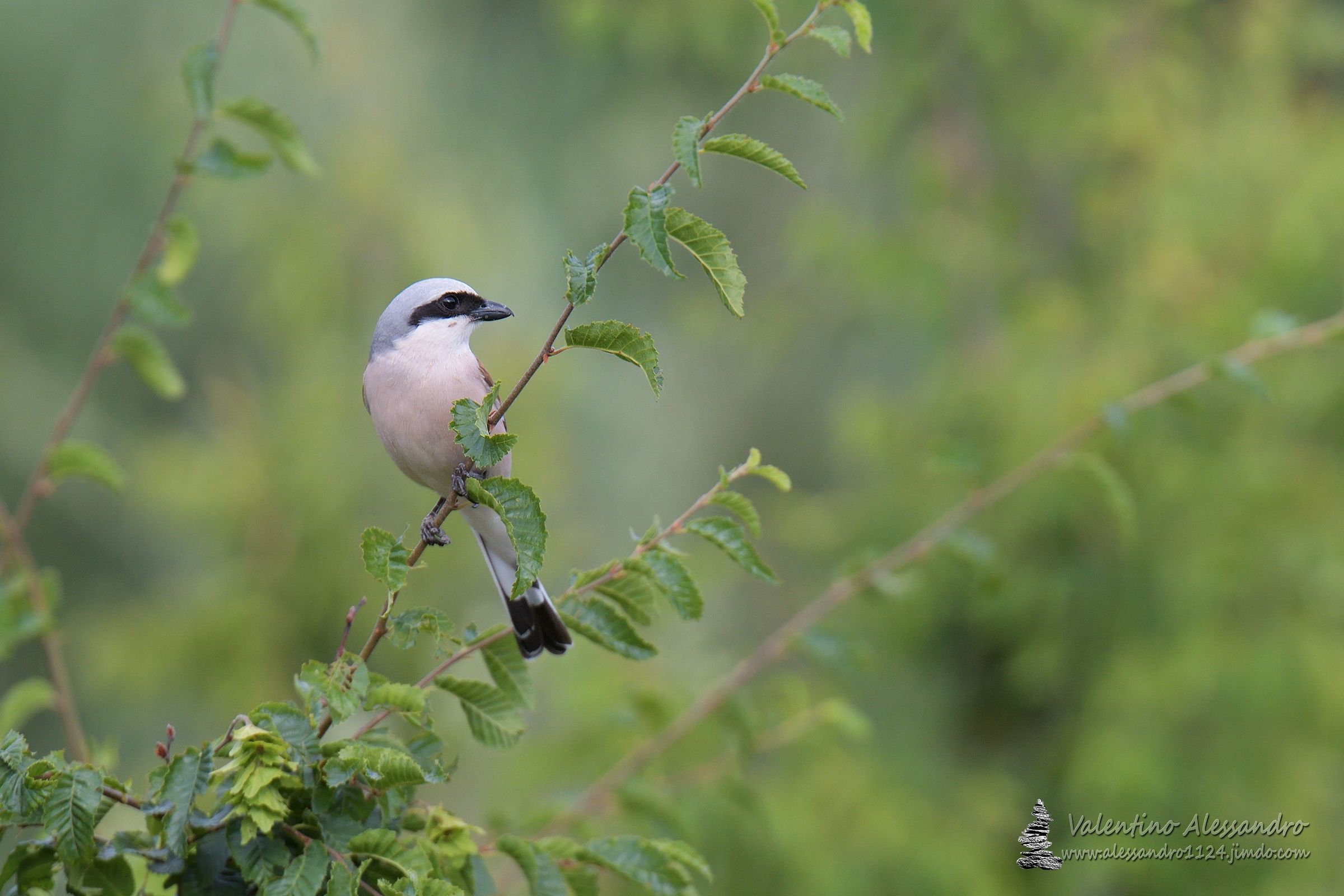 Shrike