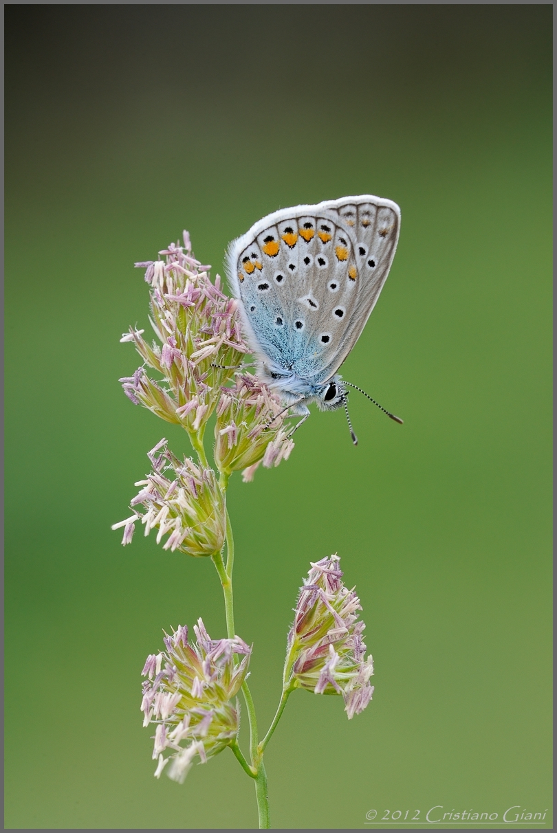 Plebejus Argus, Licenide