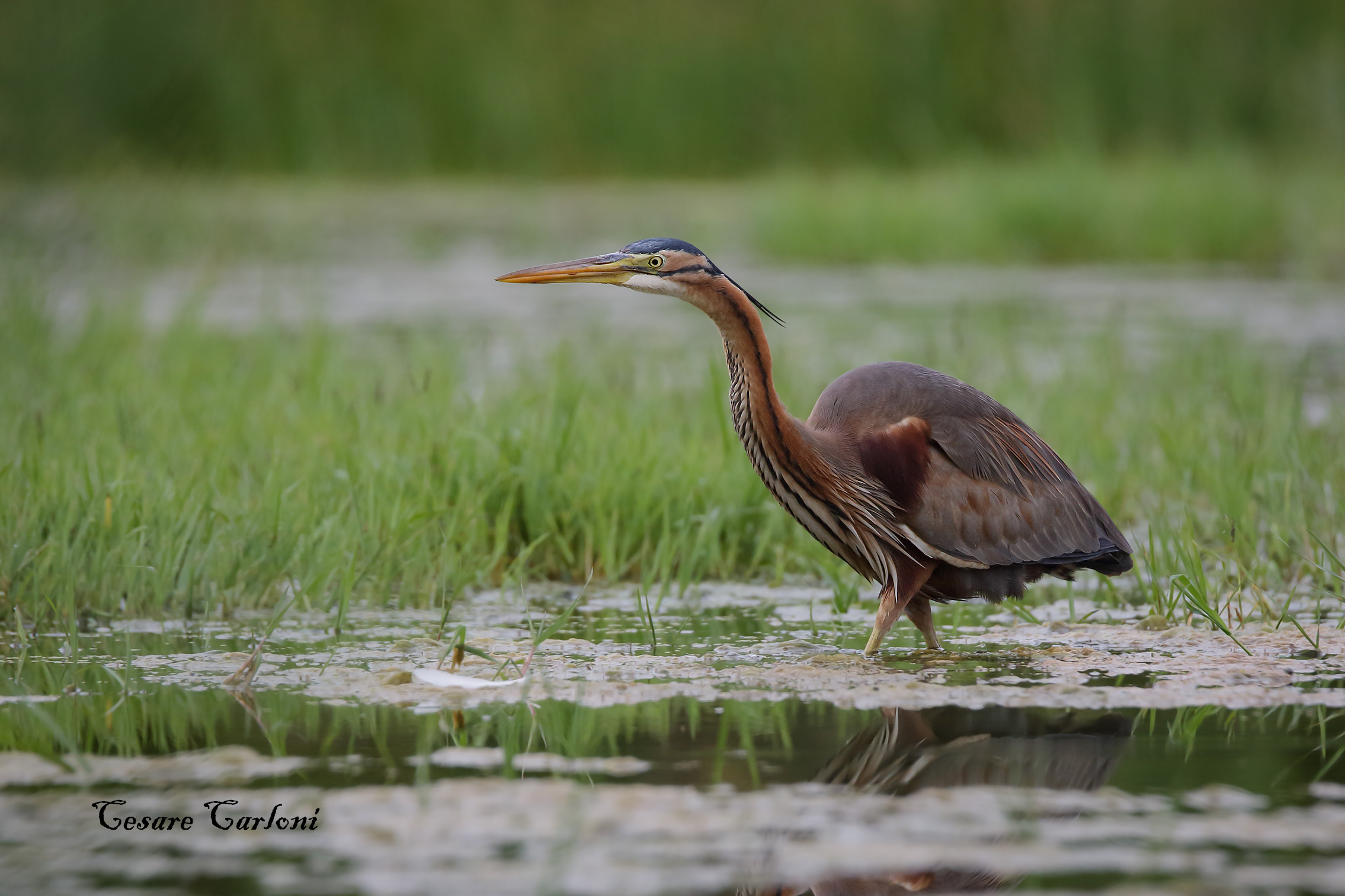 Airone rosso (ardea purpurea)