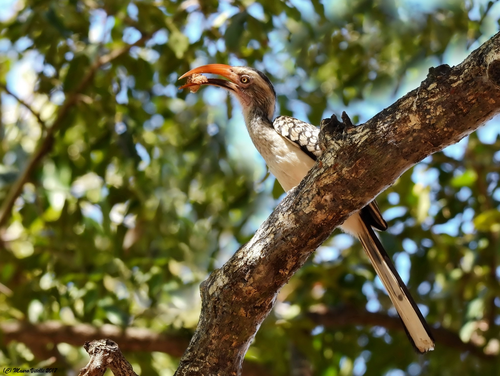 Souyhern red-billed hornbill (Tockus rufirostris)