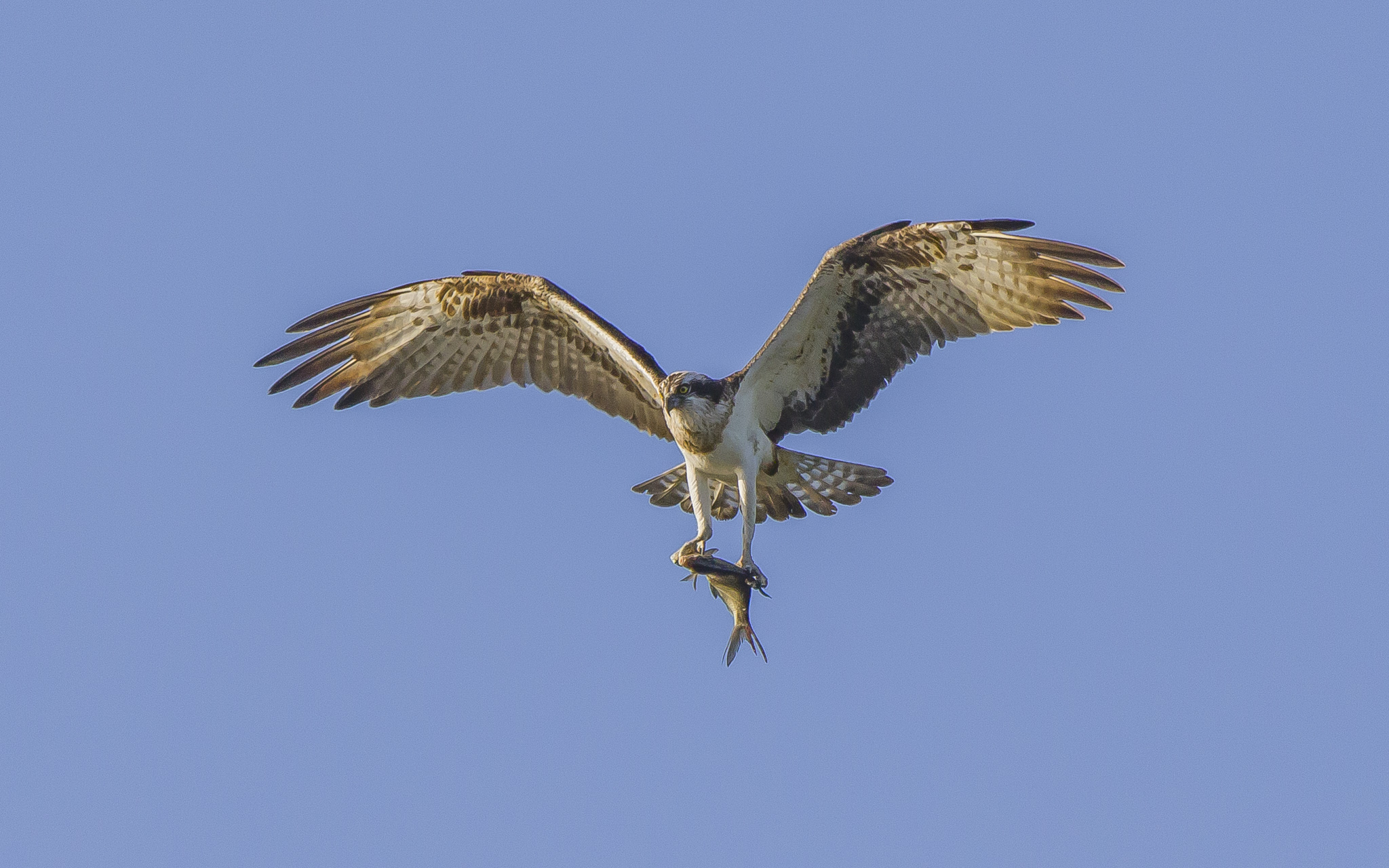 osprey