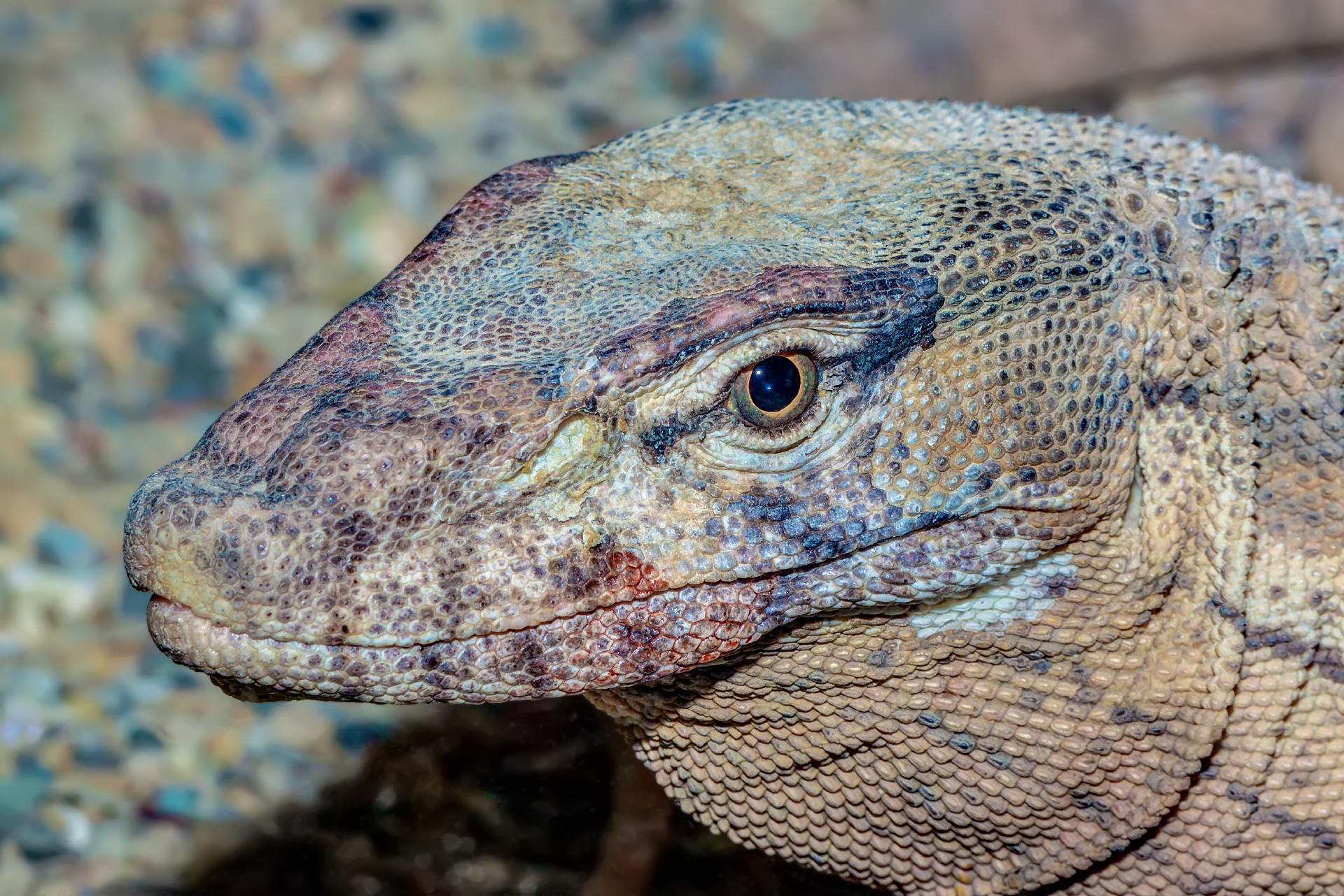 Monitor lizard