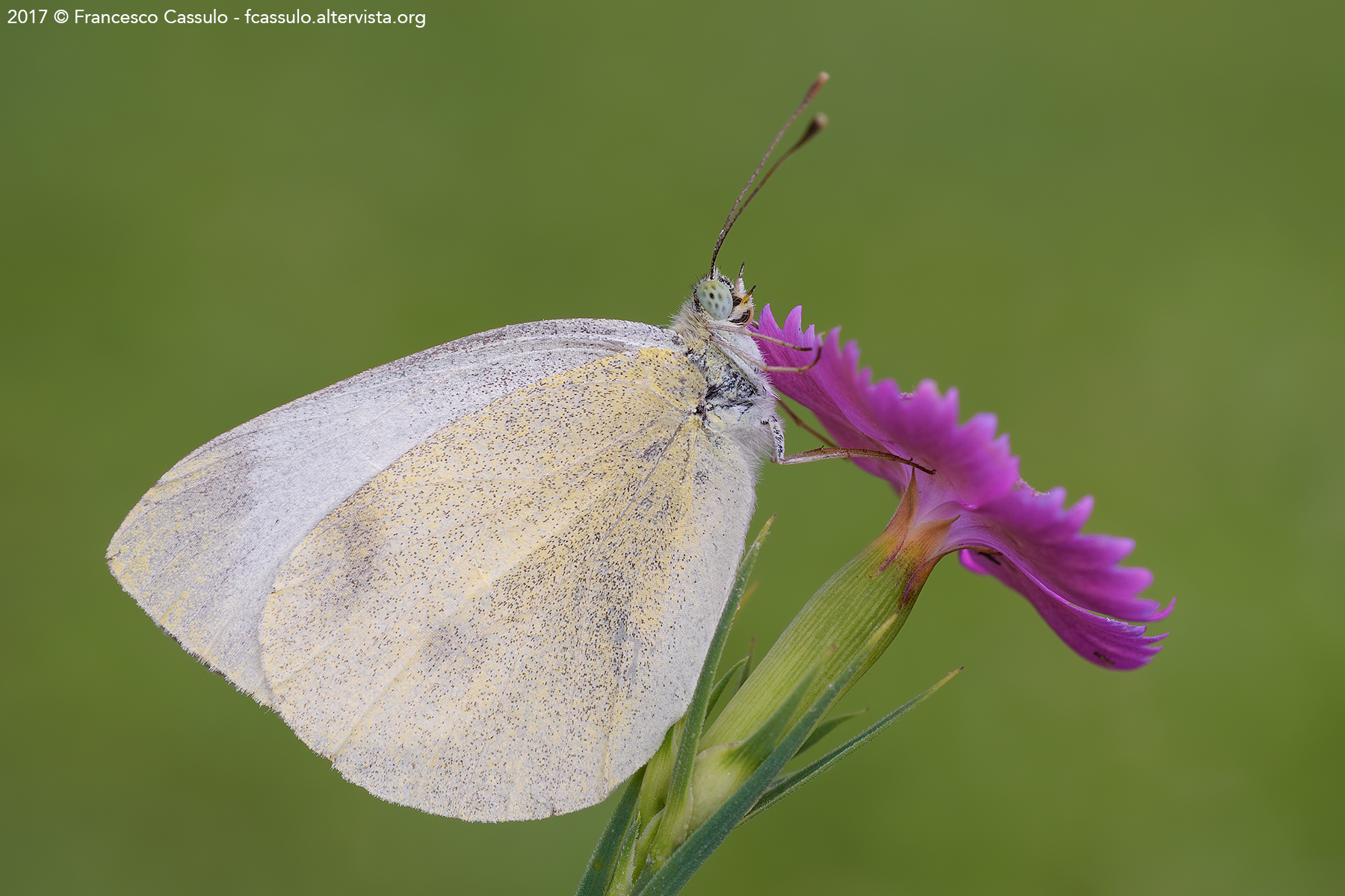 Pieris mannii Mayer, 1851