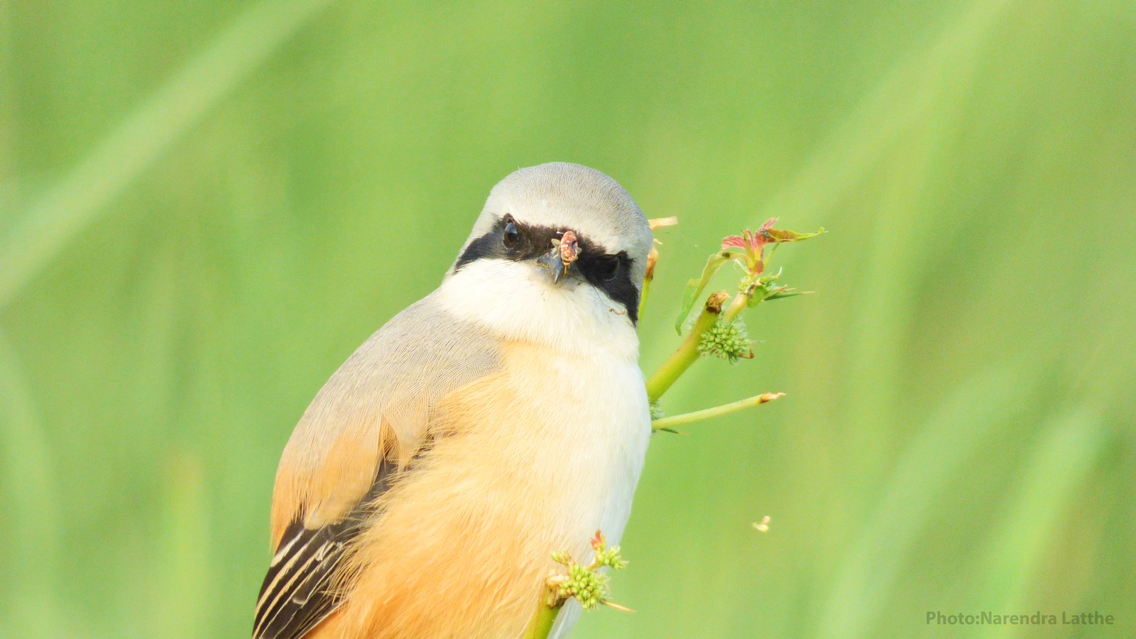 Long tailed shrike