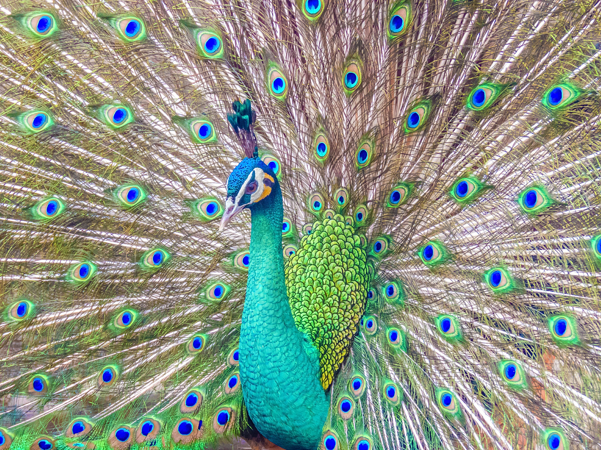 Peacock