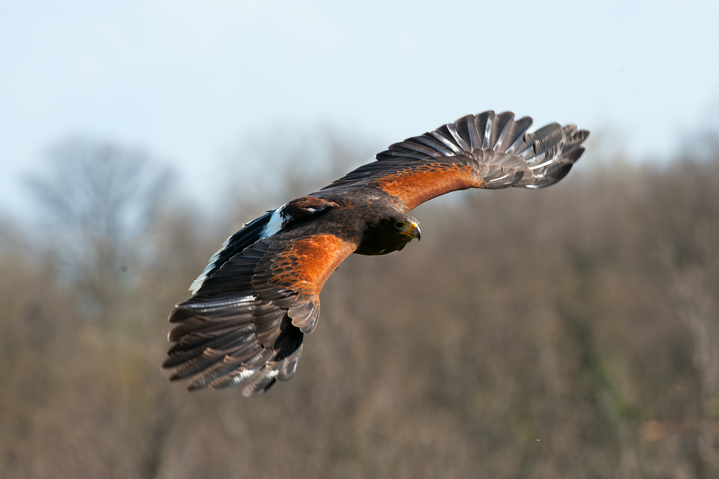 Parabuteo unicinctus