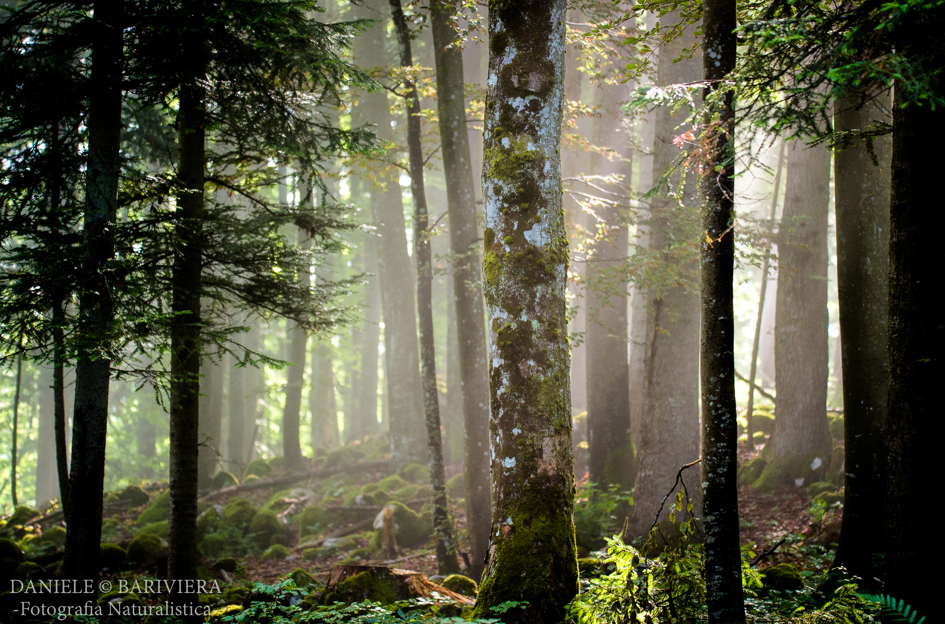 In the heart of the forest
