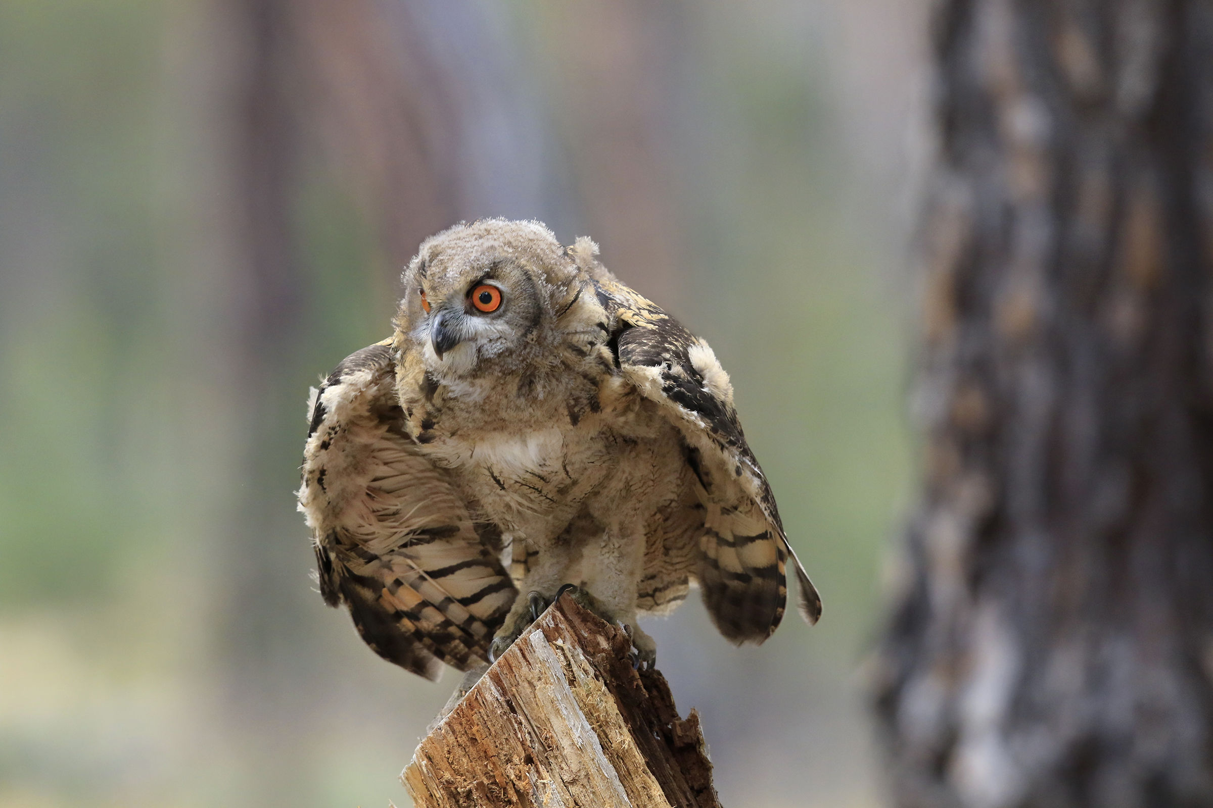 Real owl young at first flight experiences