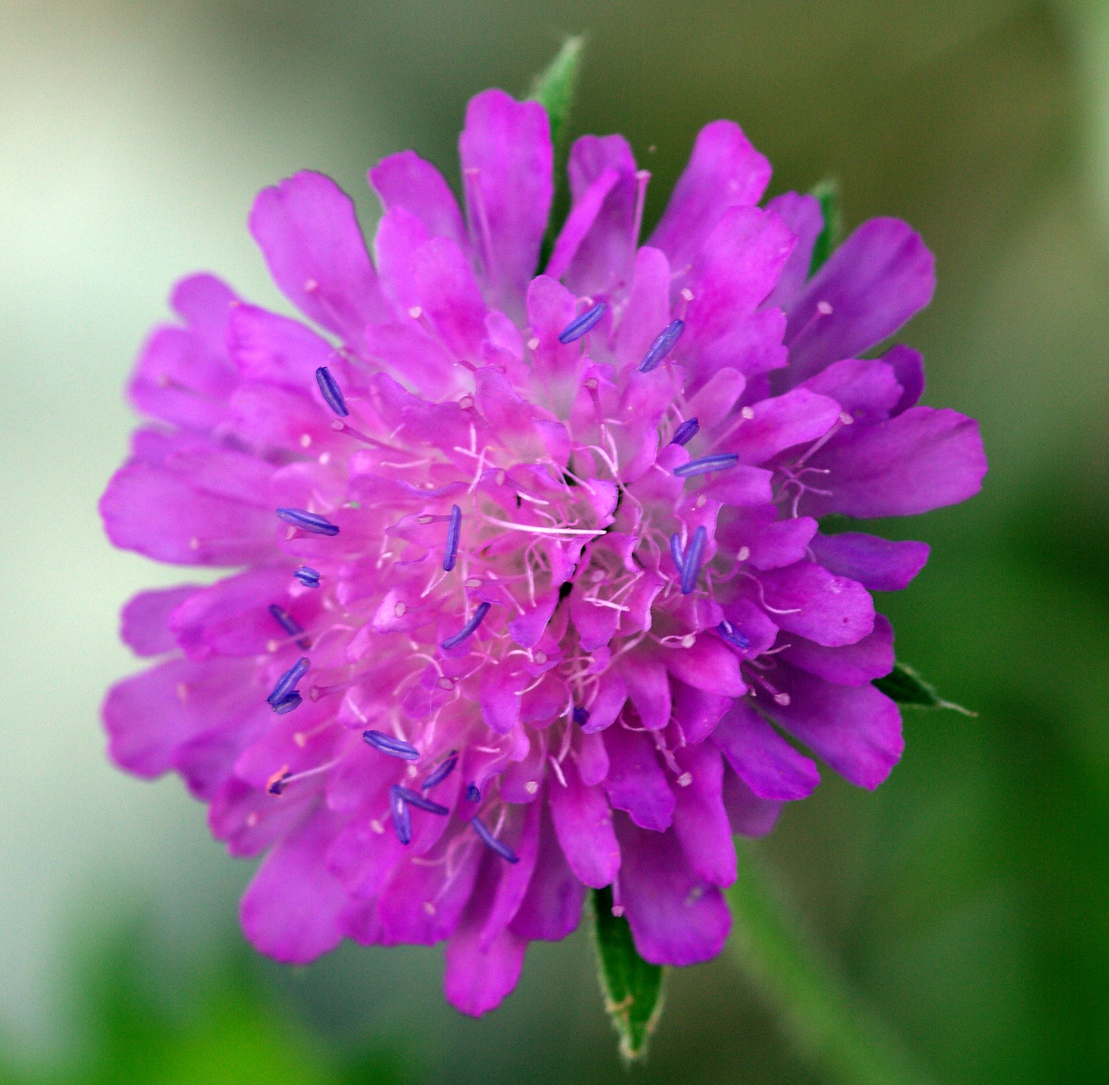 knautia arvensis