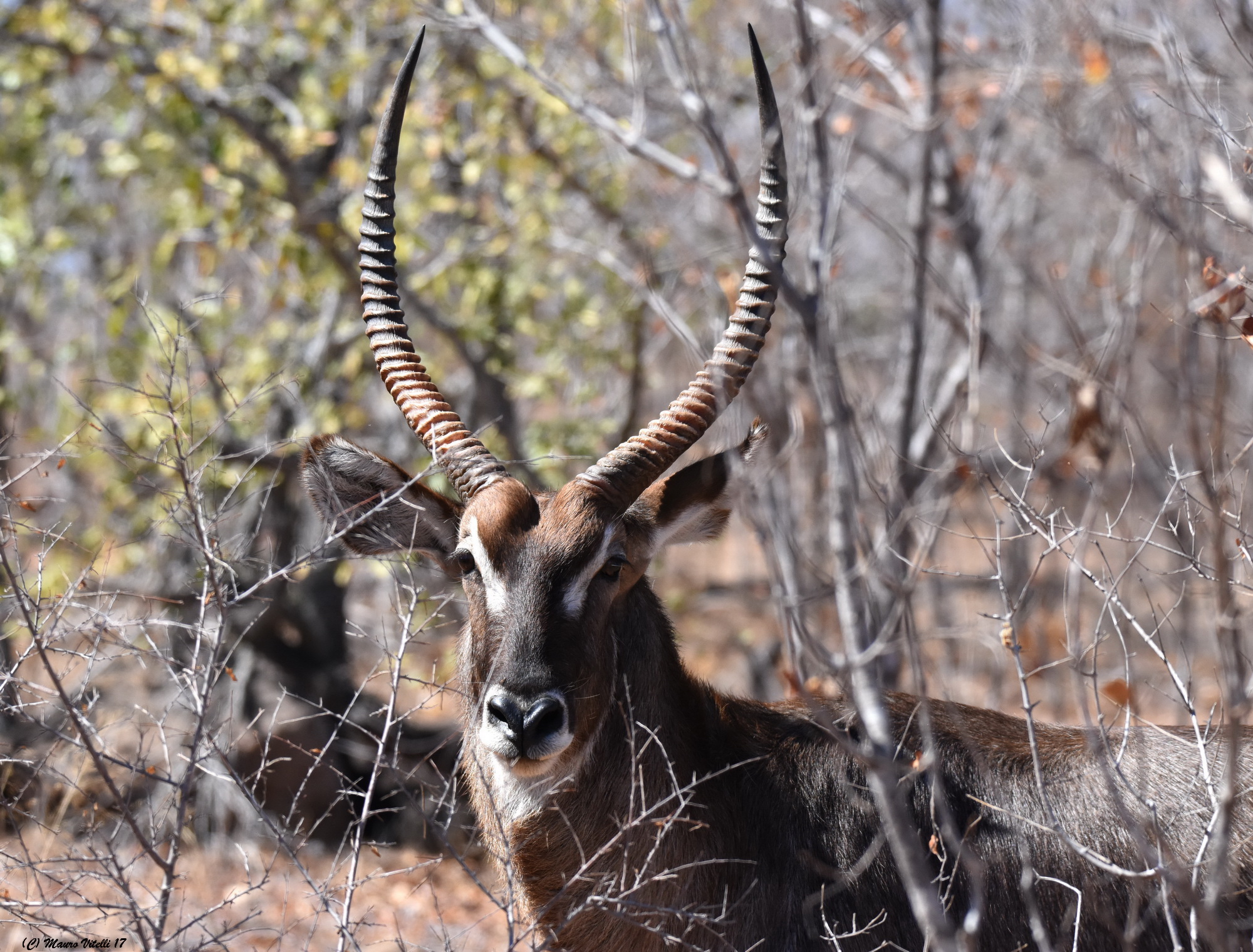 Water Antelope (Kobus ellipsiprymnus)