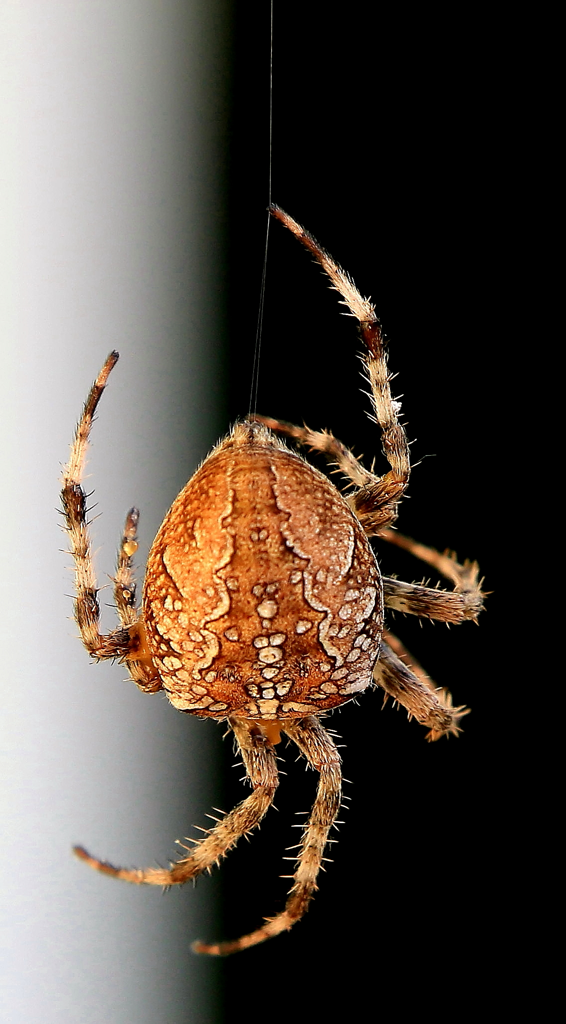 un ospite indesiderato