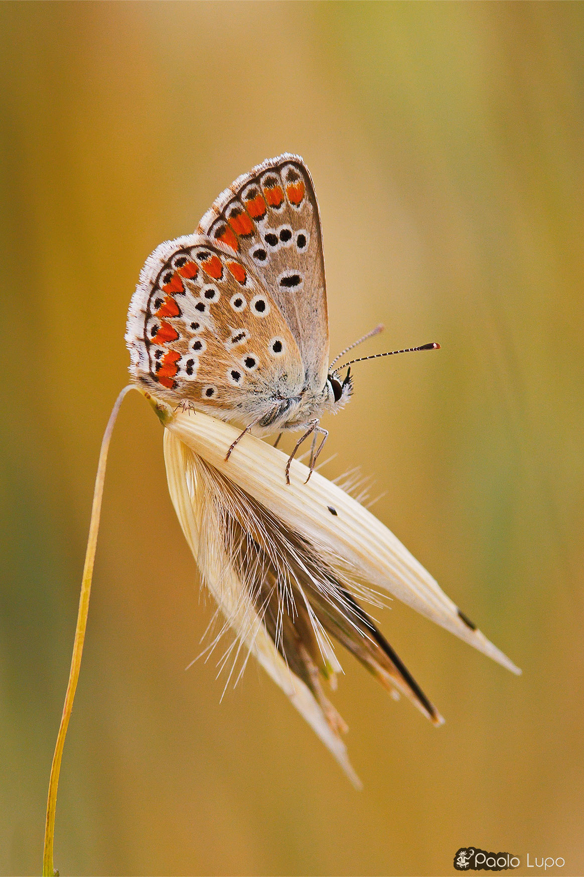 Farfallina - nuova post