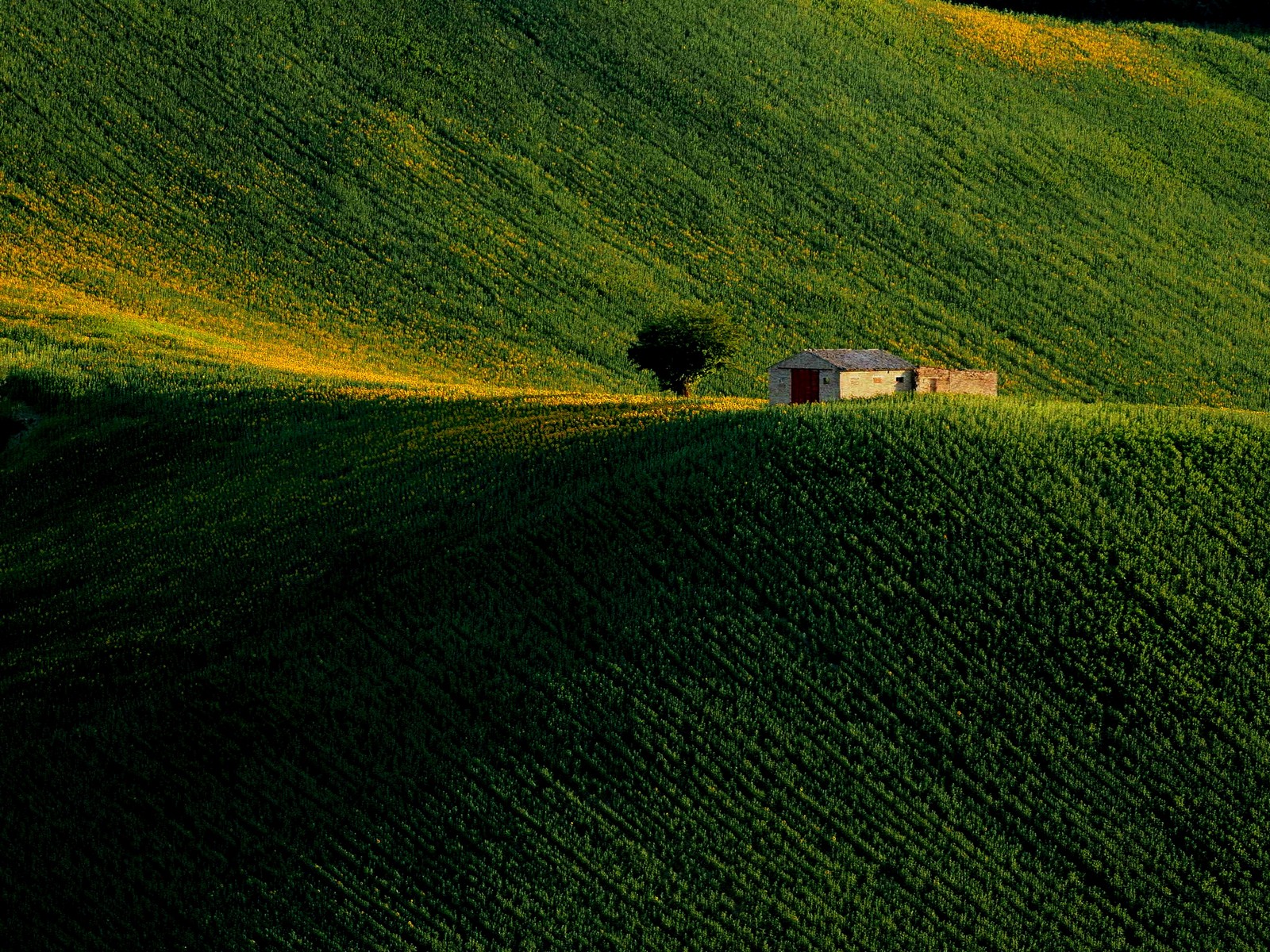The first splashes of yellow