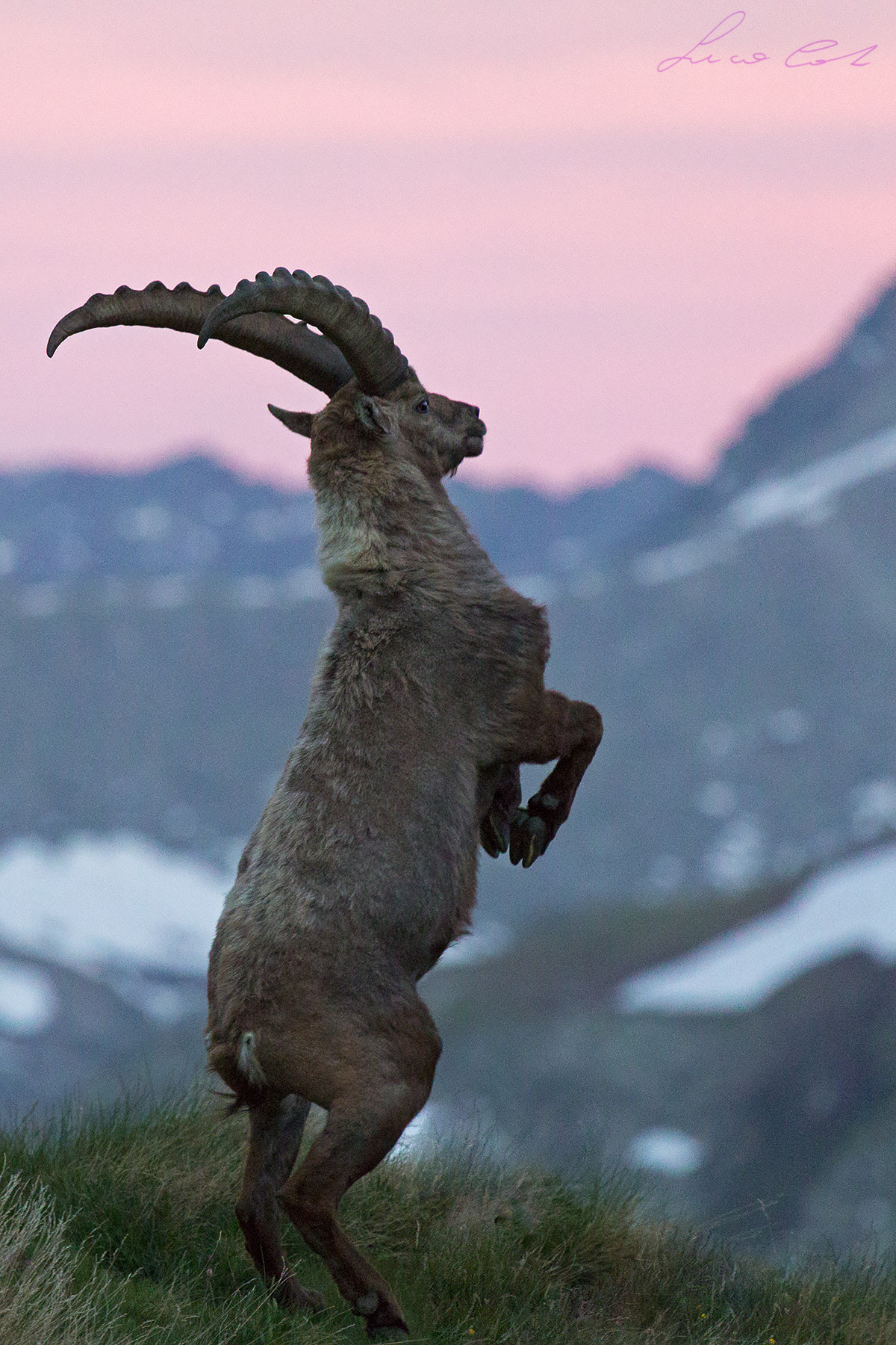 ibex