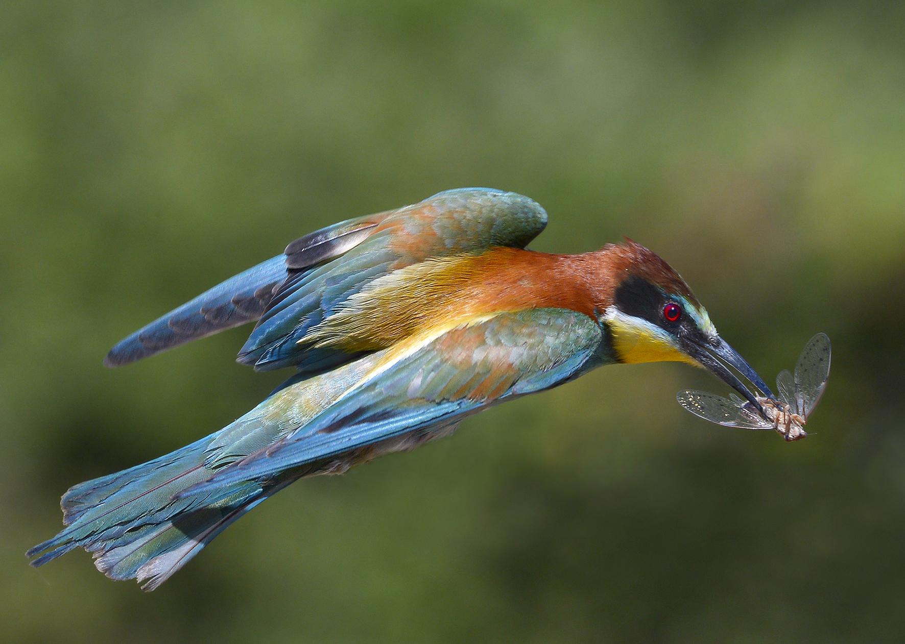 Gruccione in volo con cicala.