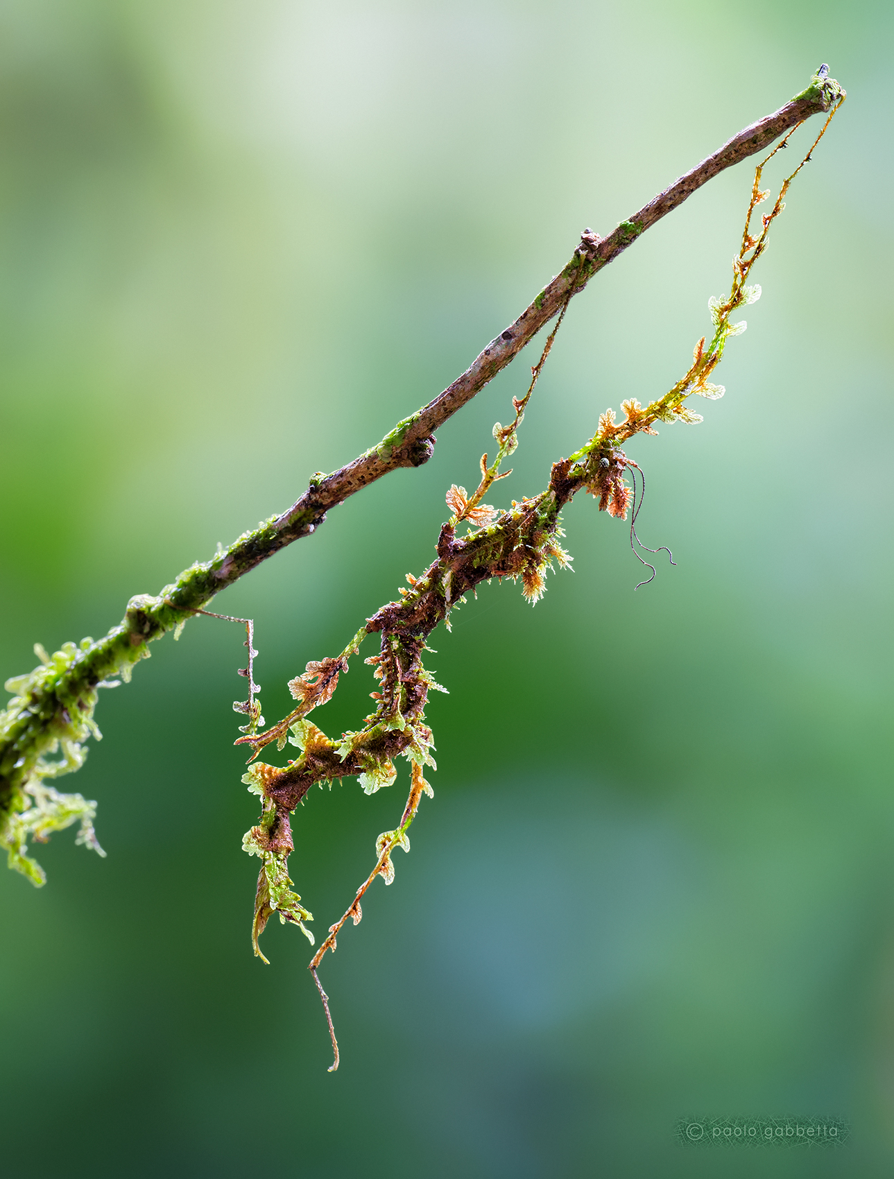 Moss mimic stick insect
