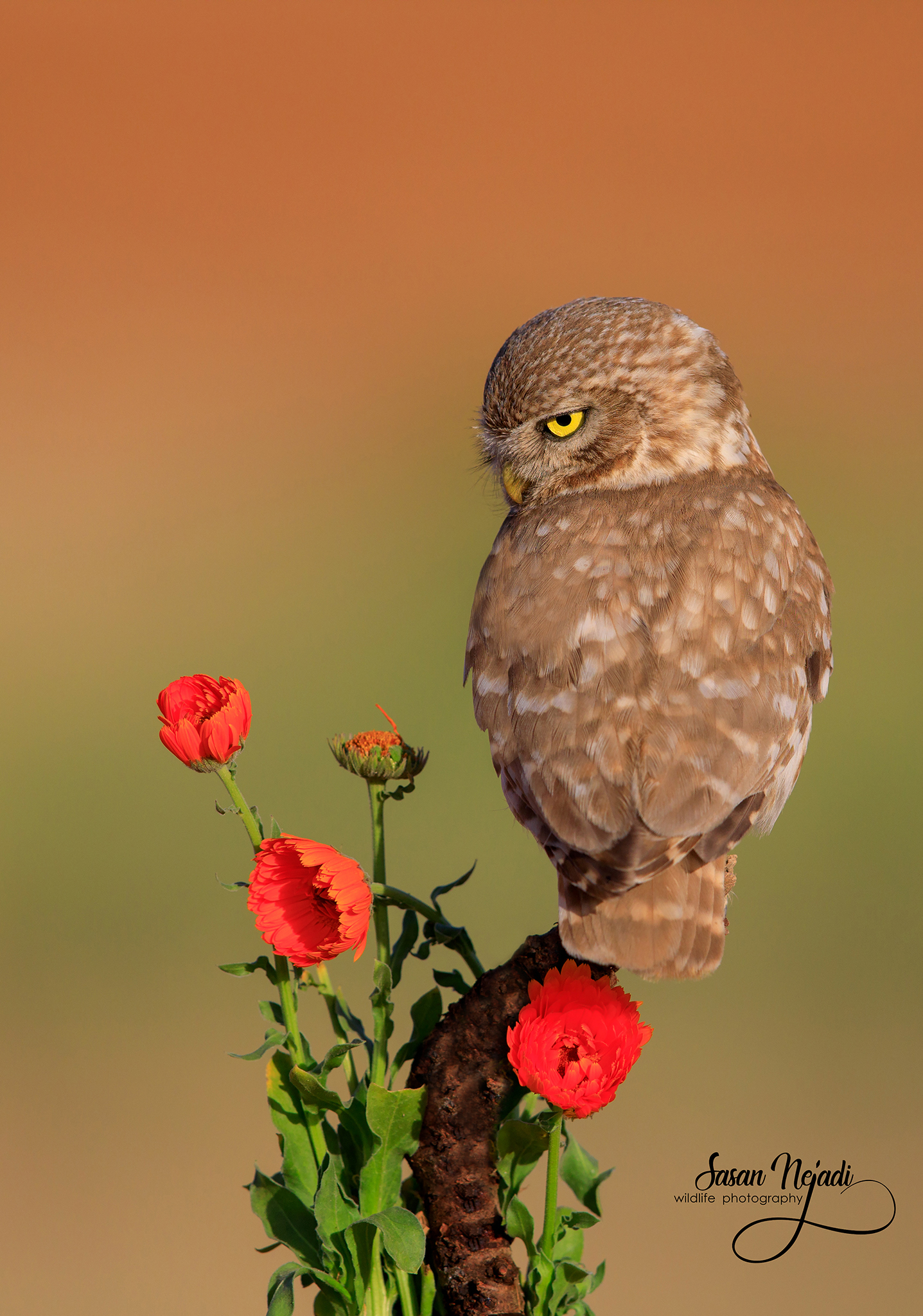 Little owl