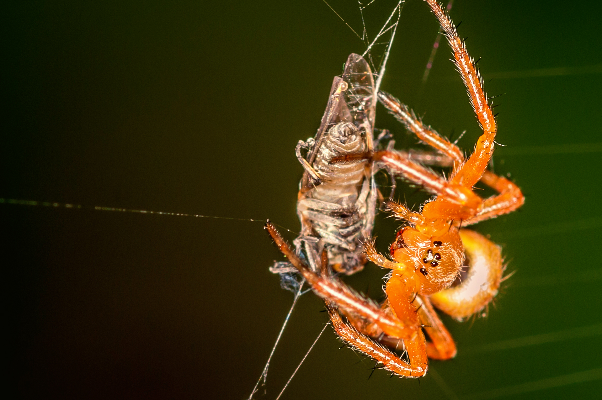 The time of the meal