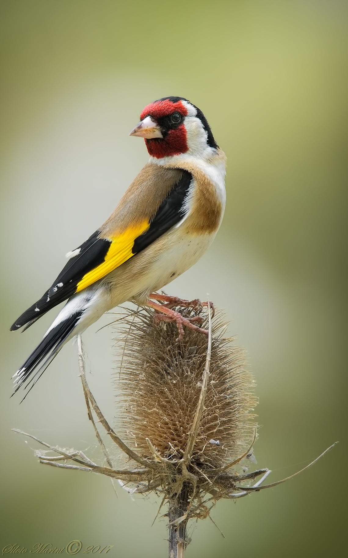 Cardellino (Carduelis carduelis)