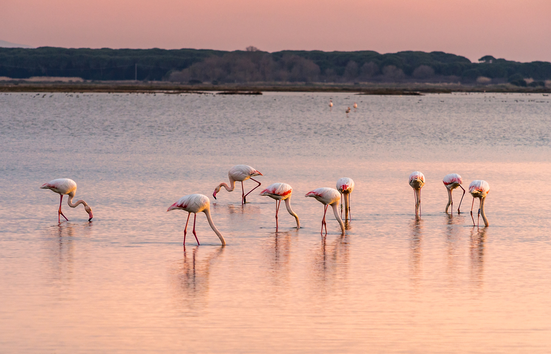 Flamingos at sunset