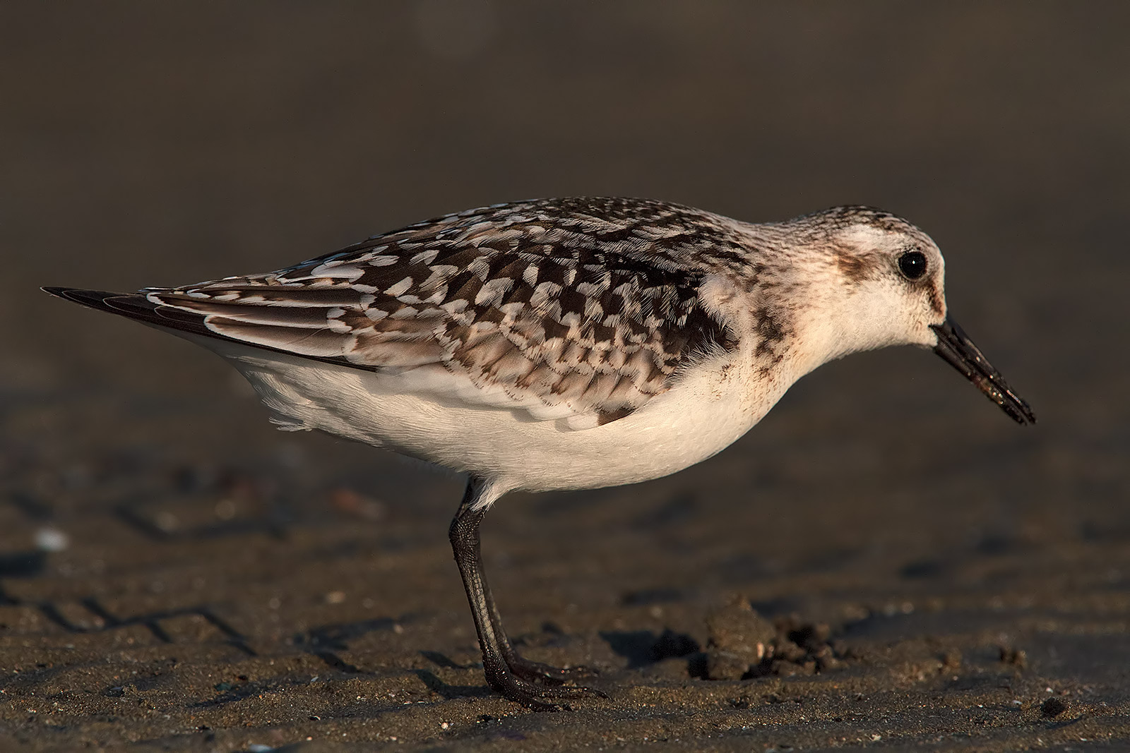sandpiper dridattilo