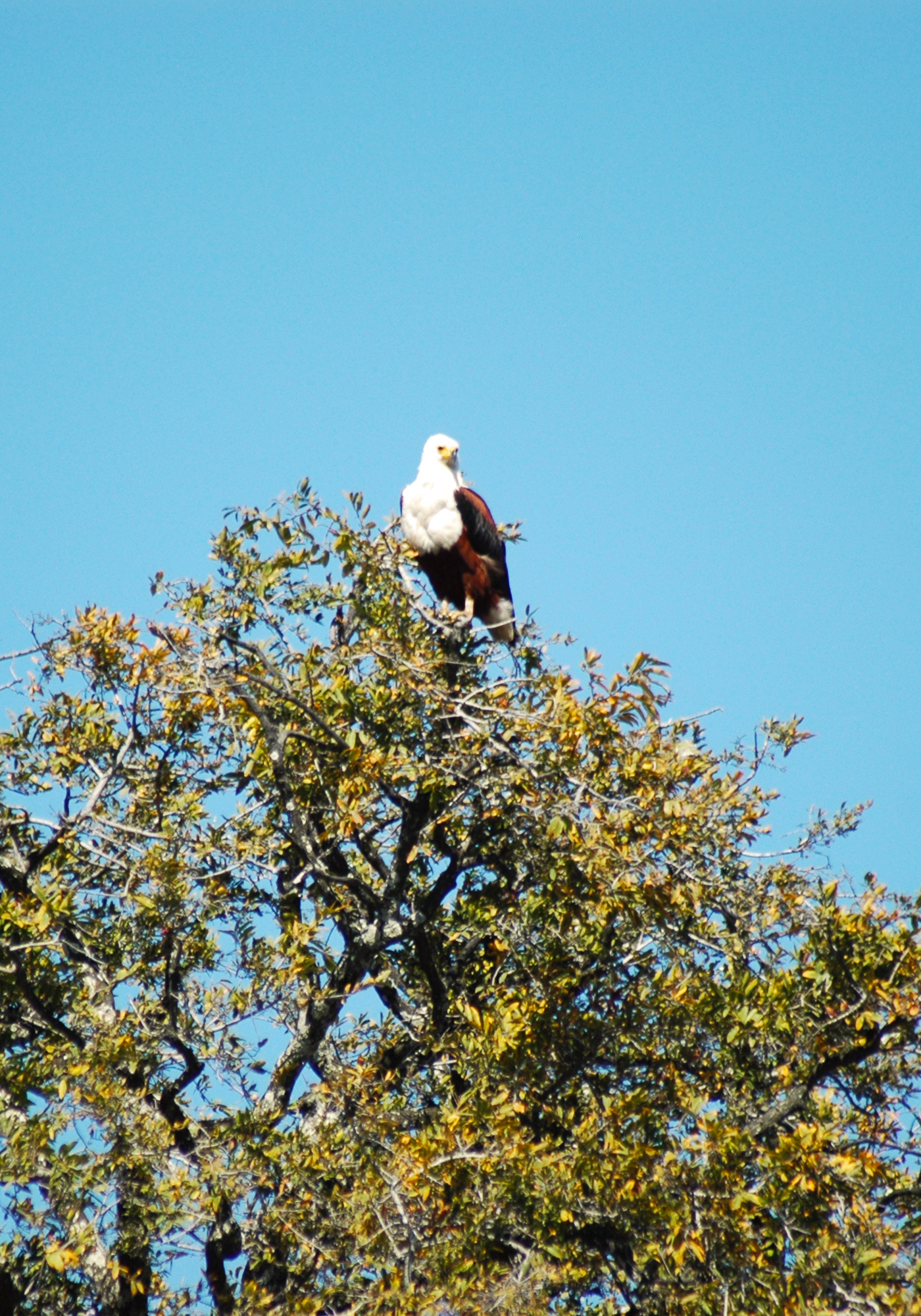 Fish Eagle
