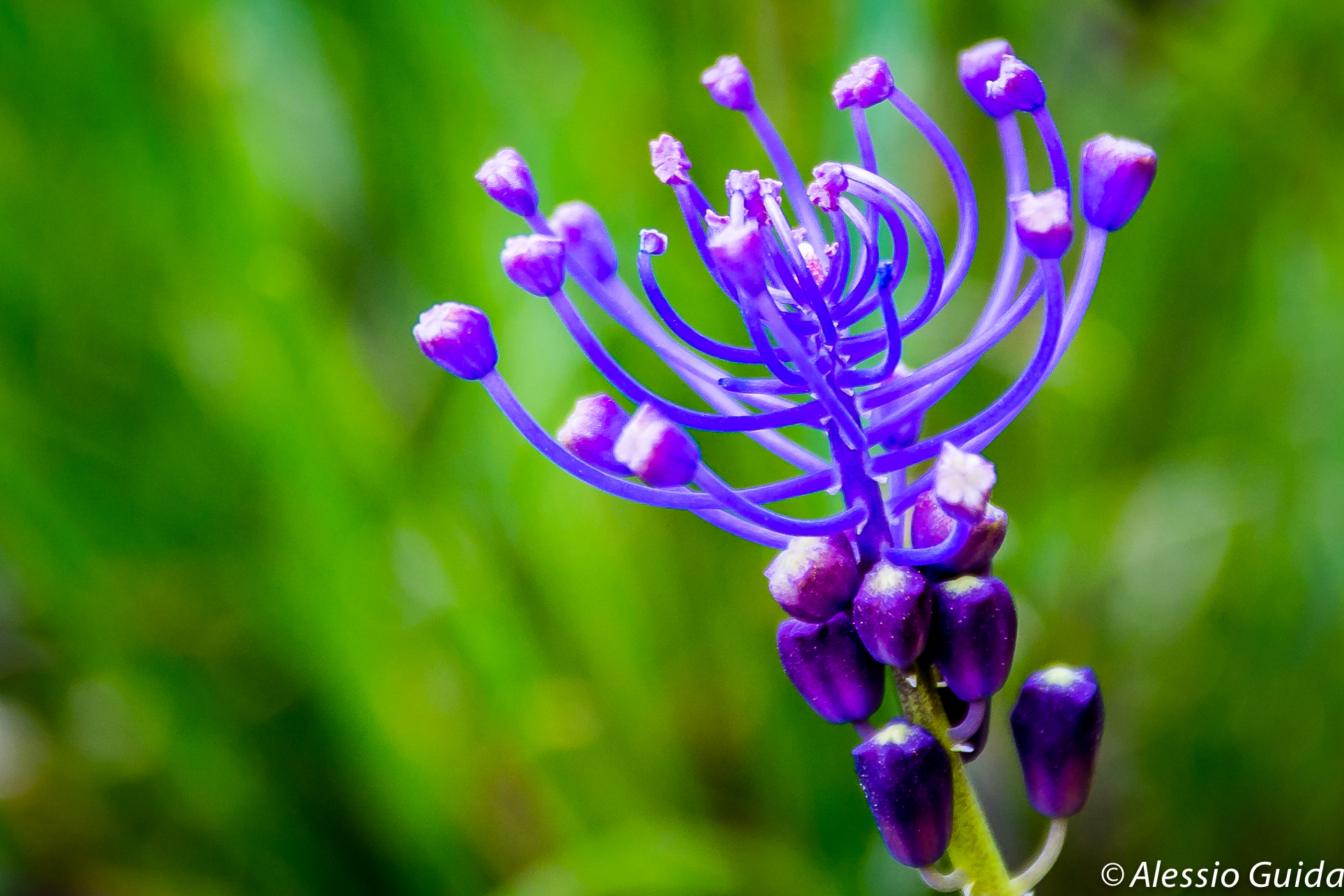 First macro experiment ...