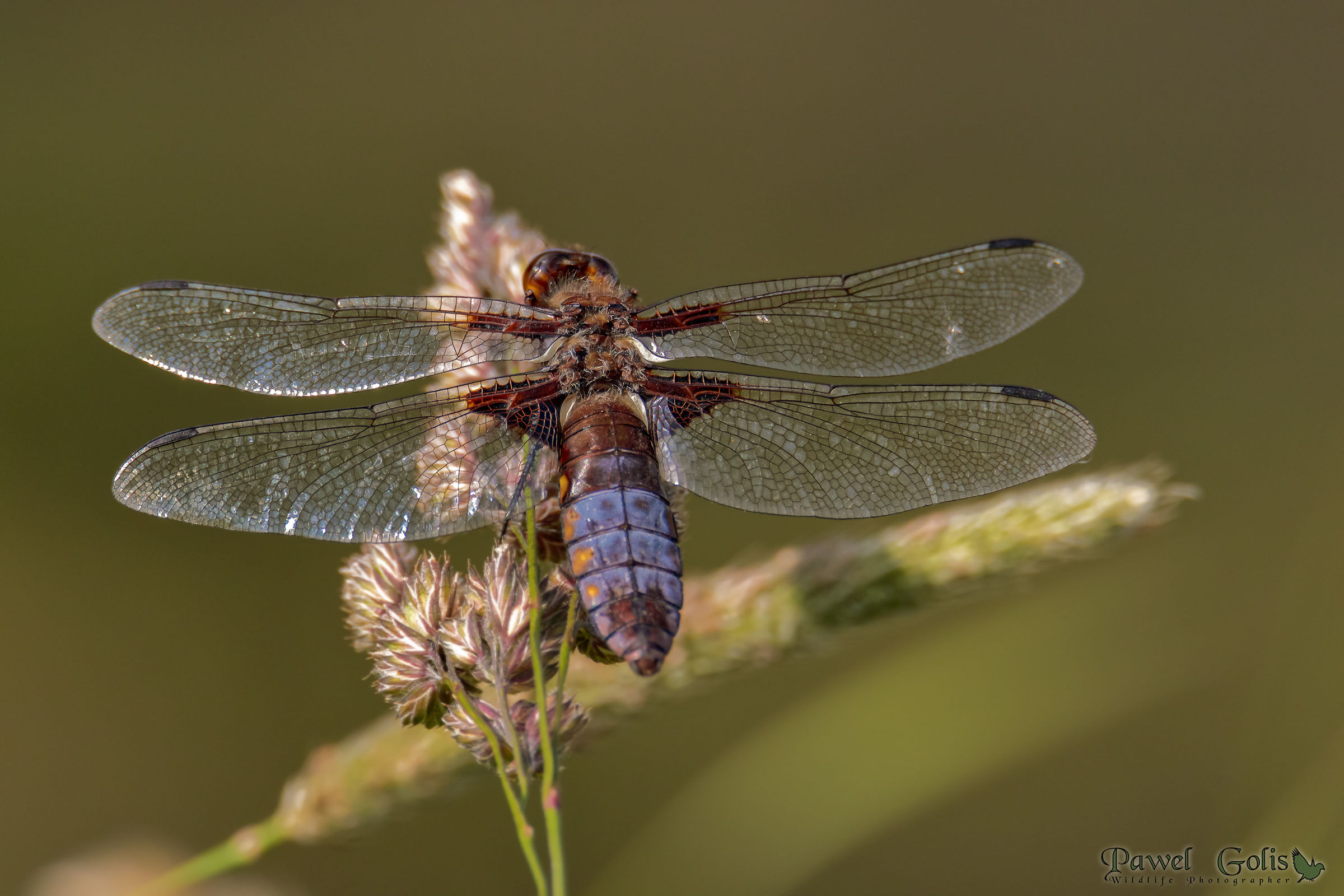 Broad-bodied chaser (Libellula depressa)