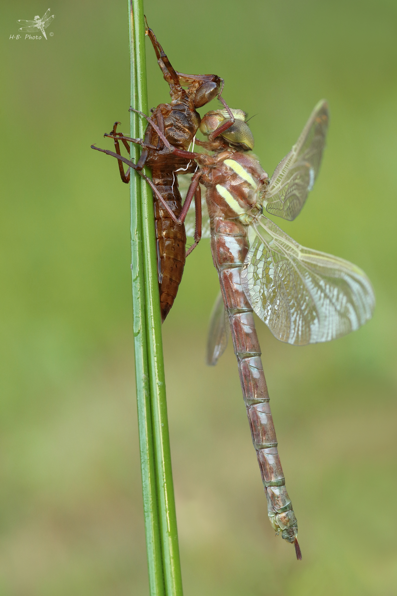 Aeshna grandis, femmina, neonato