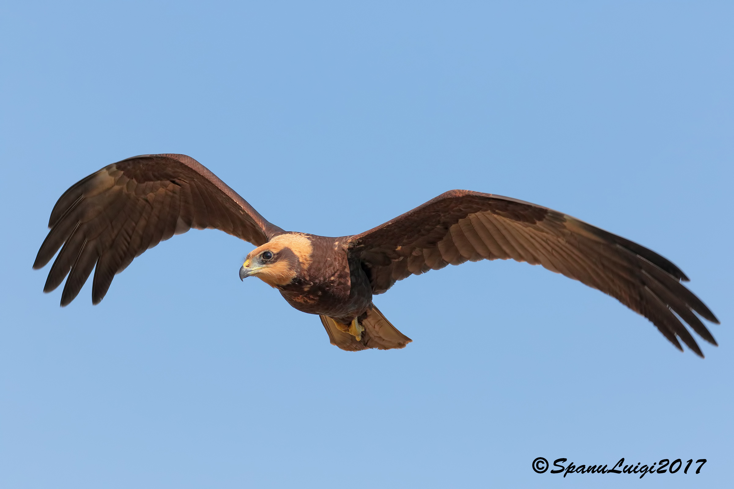 Falco di Palude(giovane)