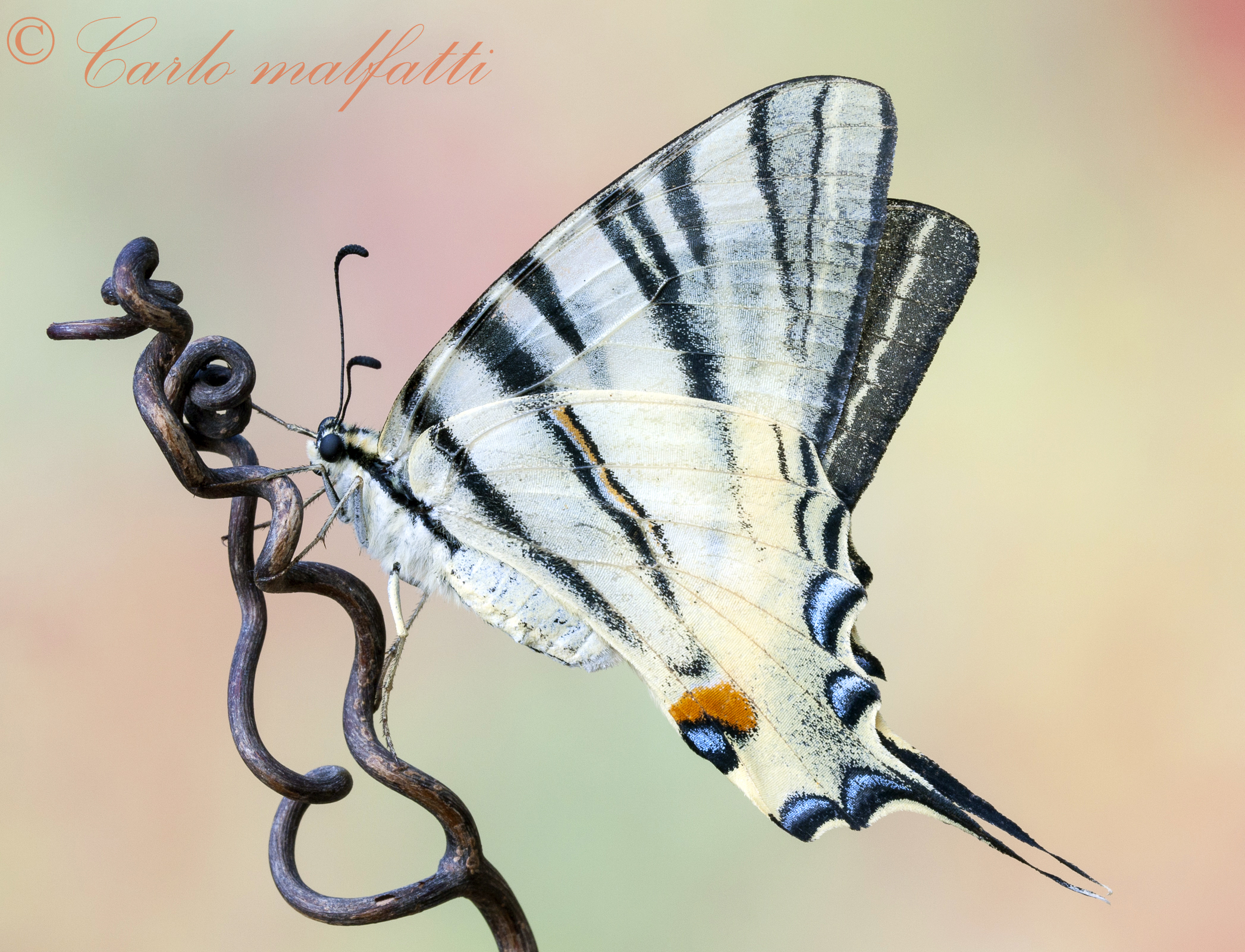 La Regina delle farfalle........