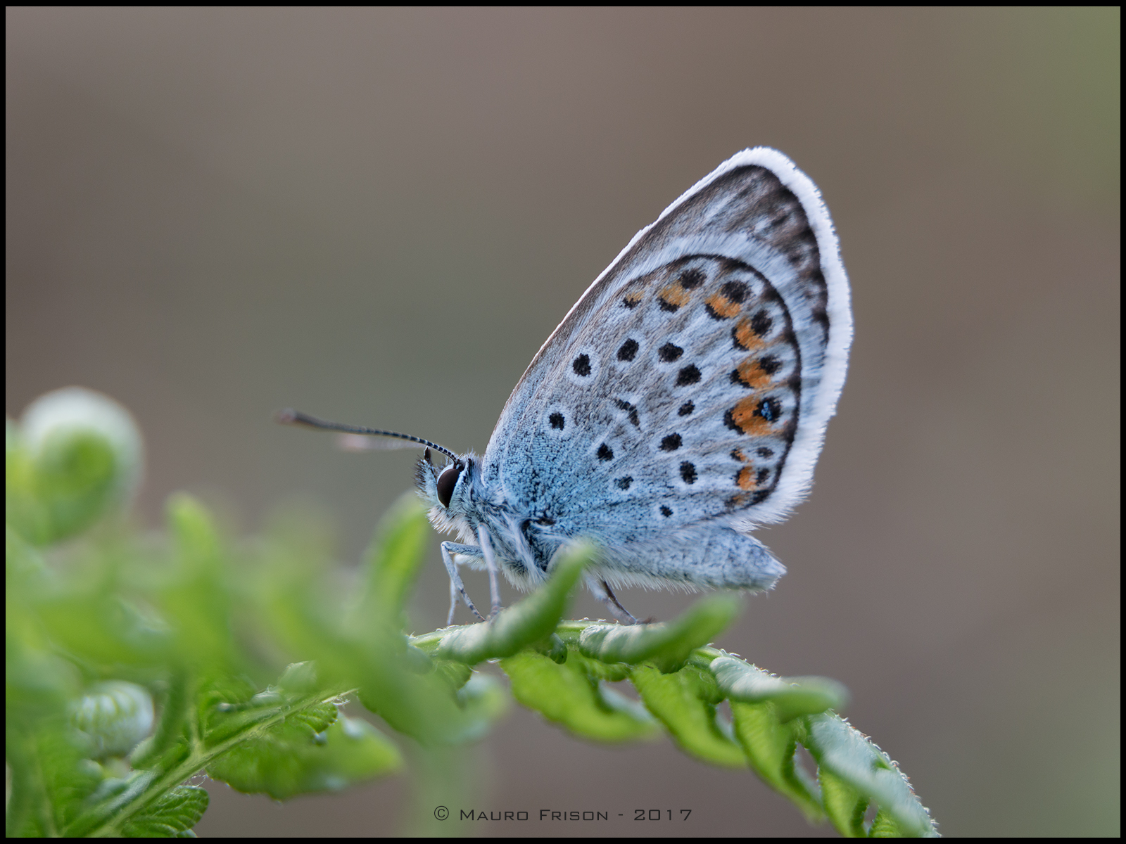 Polyommatus icarus