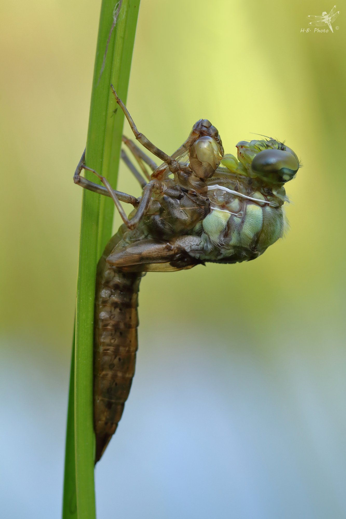 Nascita della libellula. Inizio.
