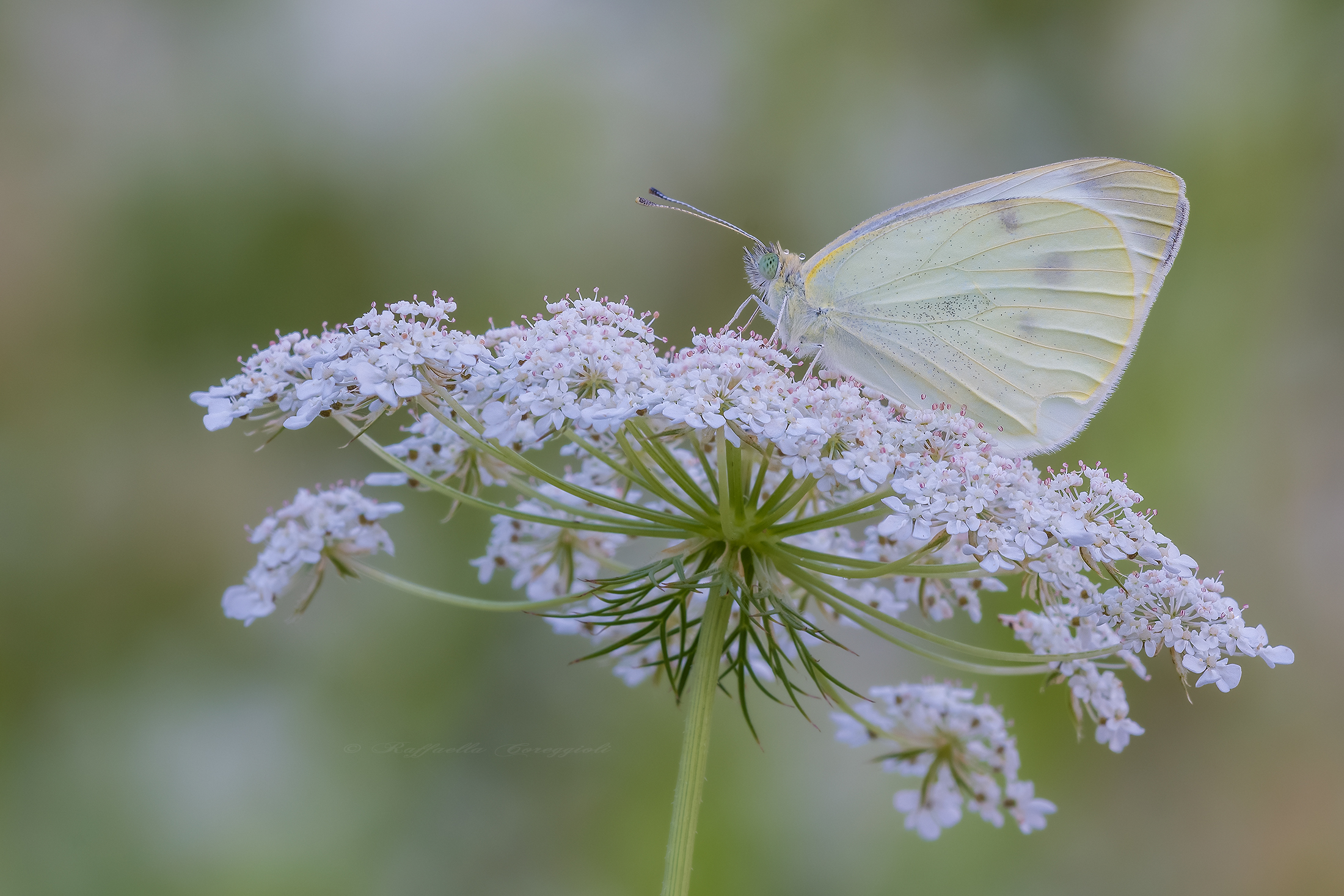 The Visage Teresa ...