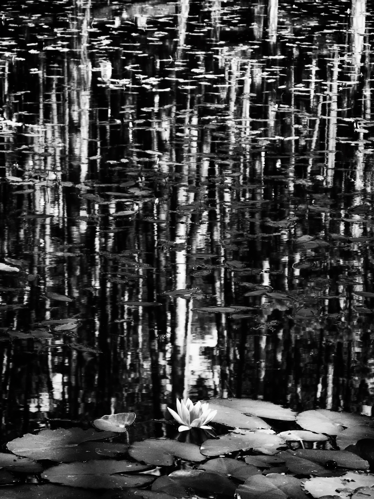 A dream made of awake