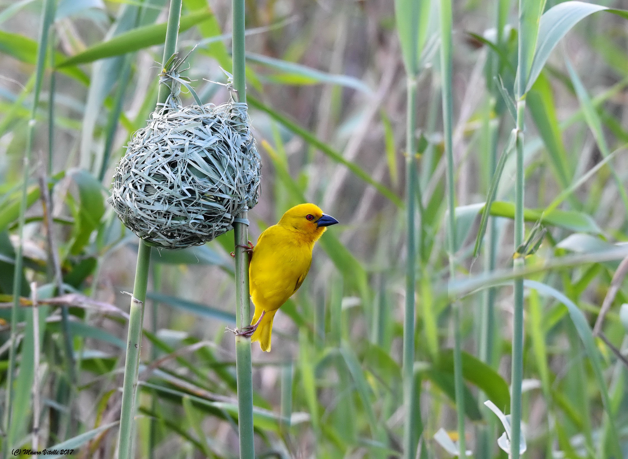 Yellow Weaver (Ploceus subaureus)