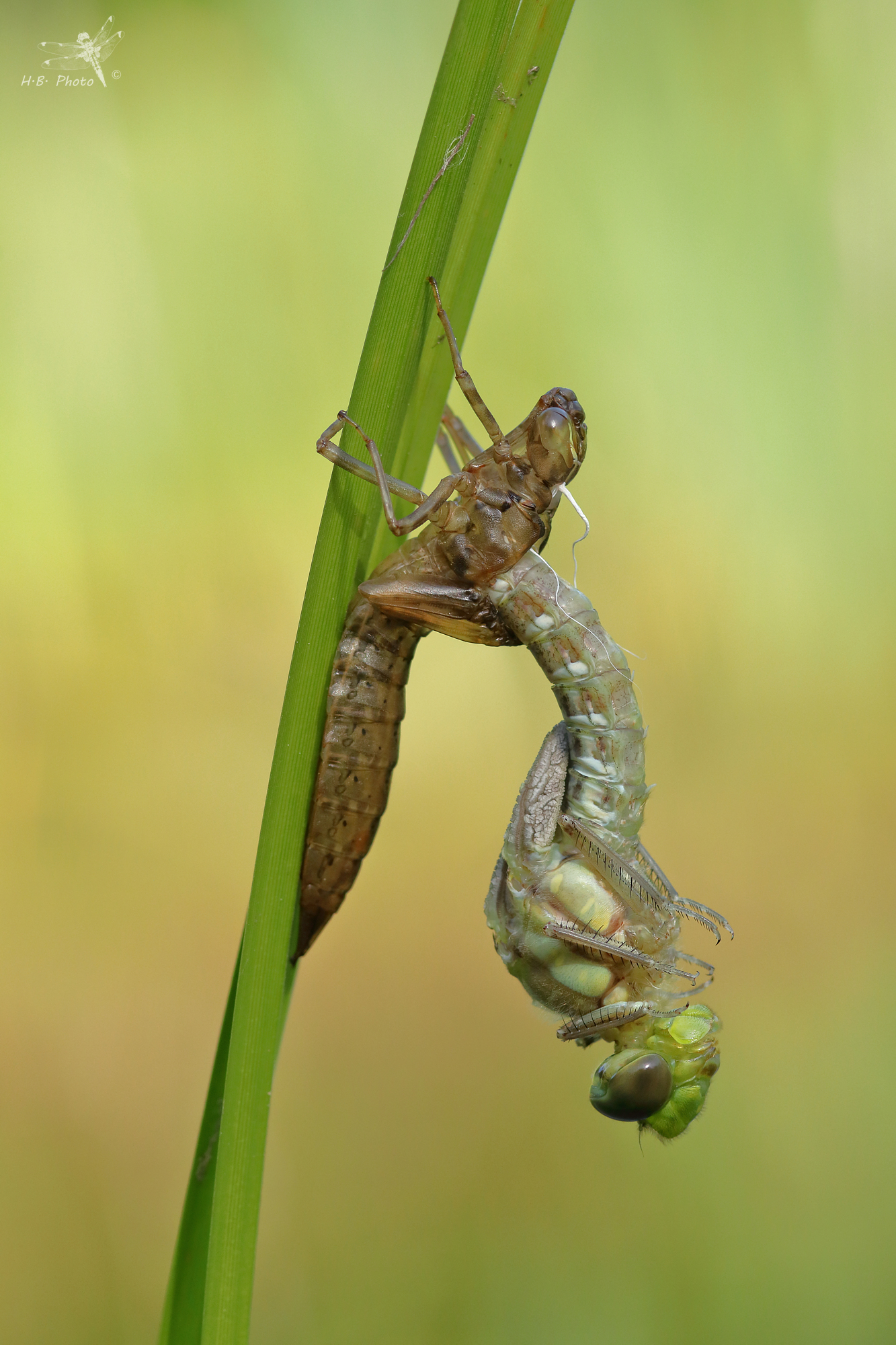 Aeshna cyanea, femmina, neonato