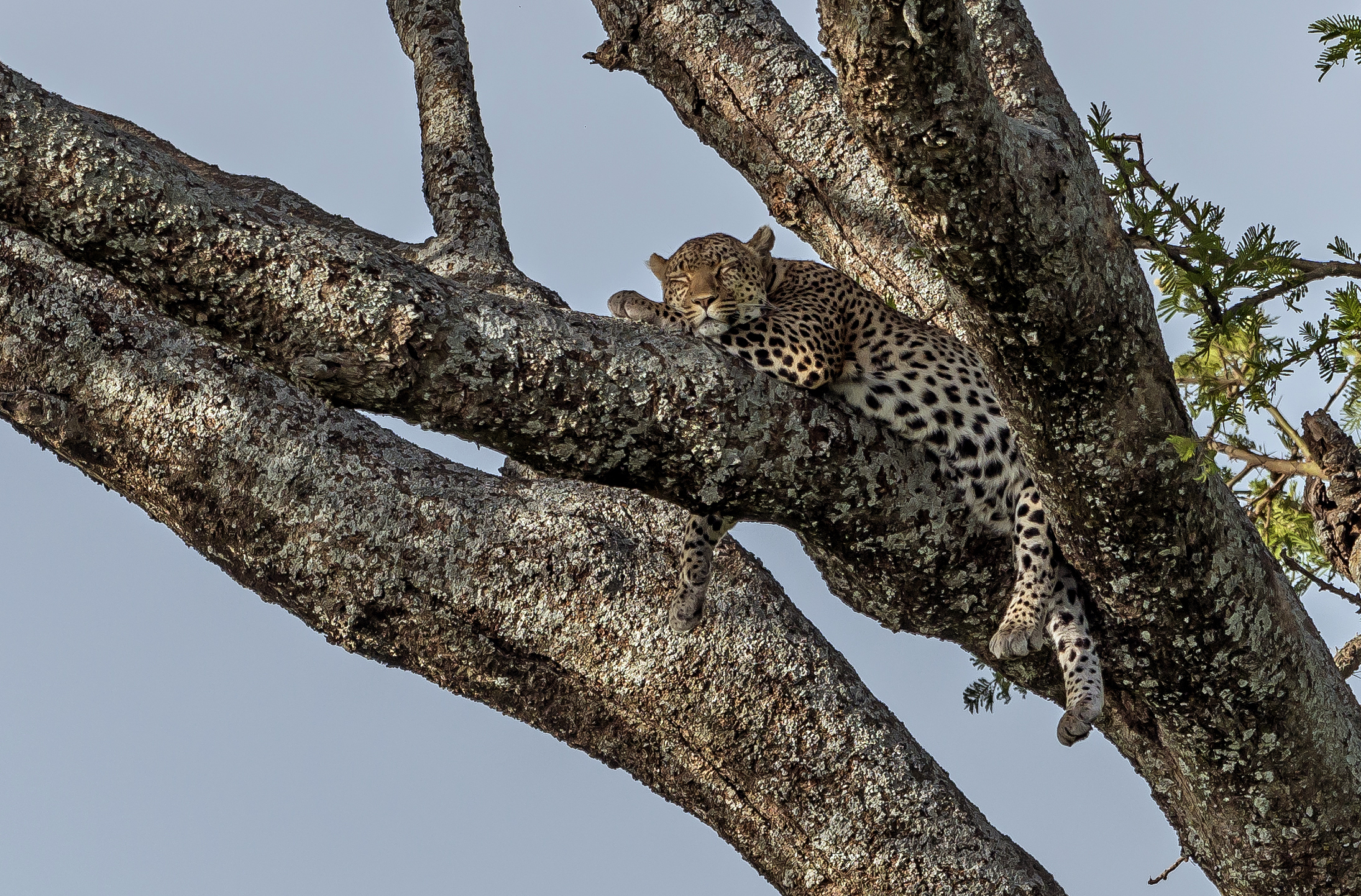 Tanzania 2017 - Il riposino