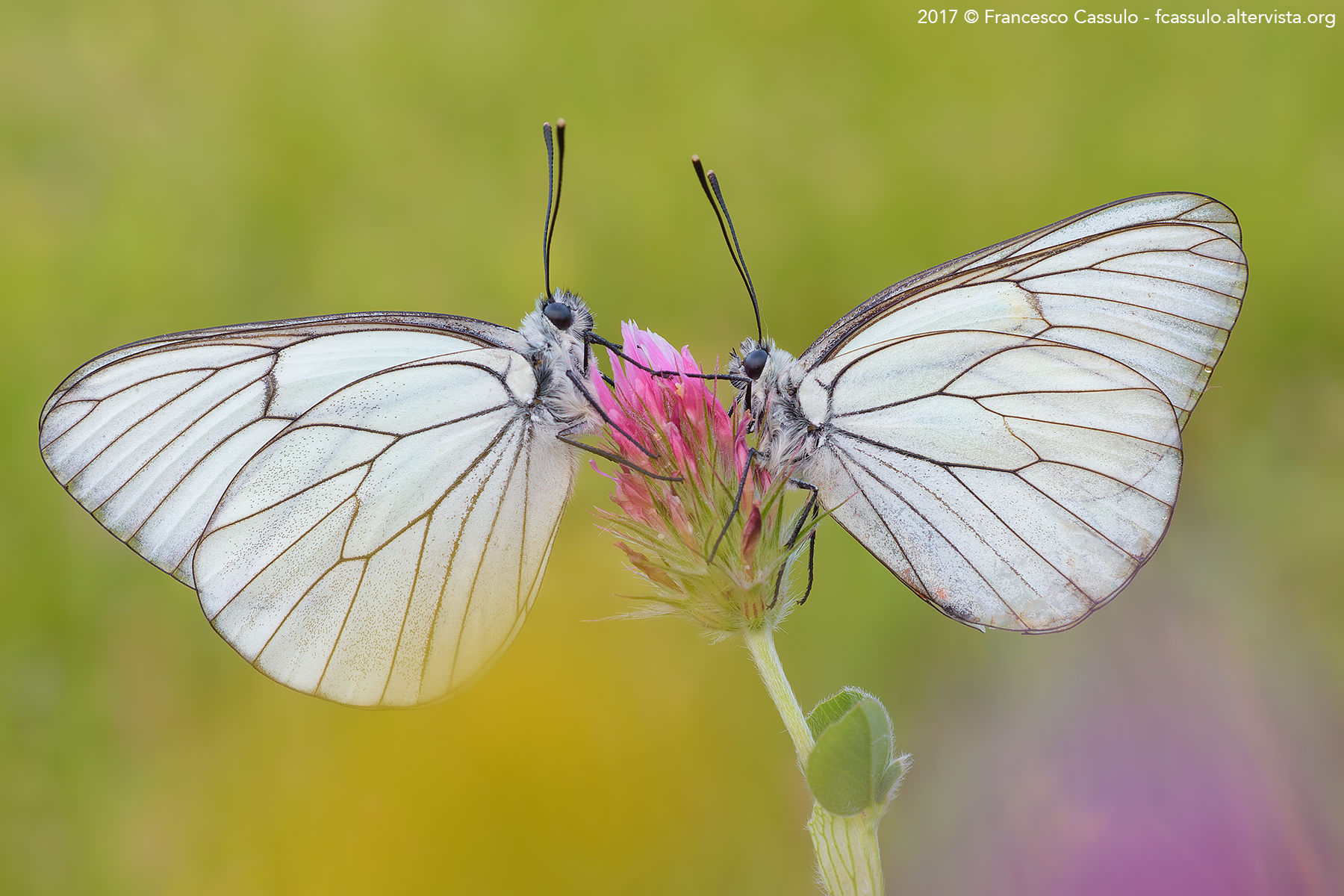 Aporia crataegi (Linnaeus, 1758)