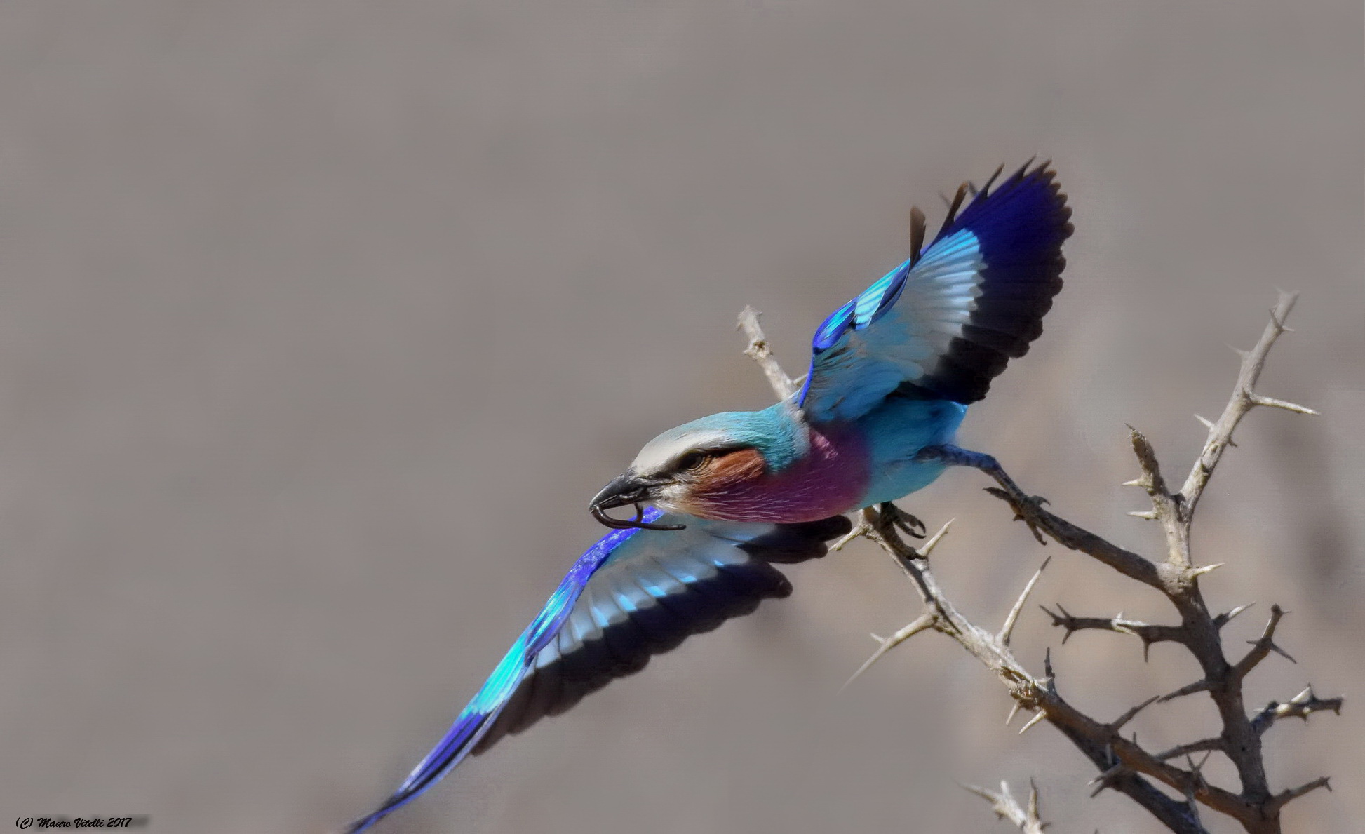 Lilac-Breasted Roller (Caracias caudatus)
