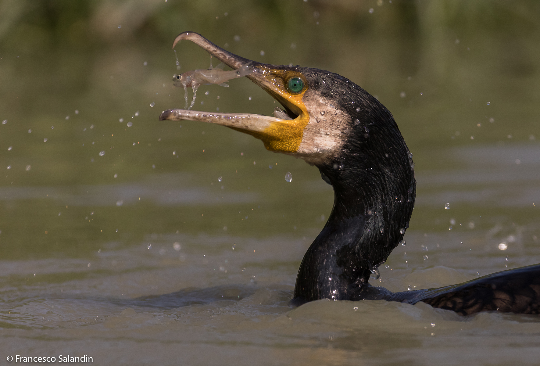 Cormorano