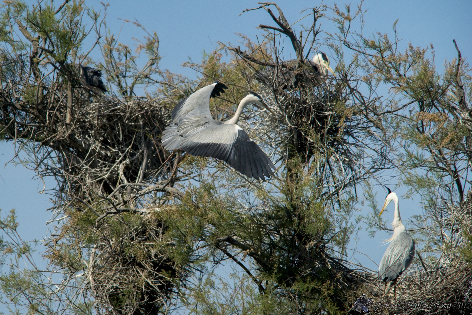 I'm coming to the nest